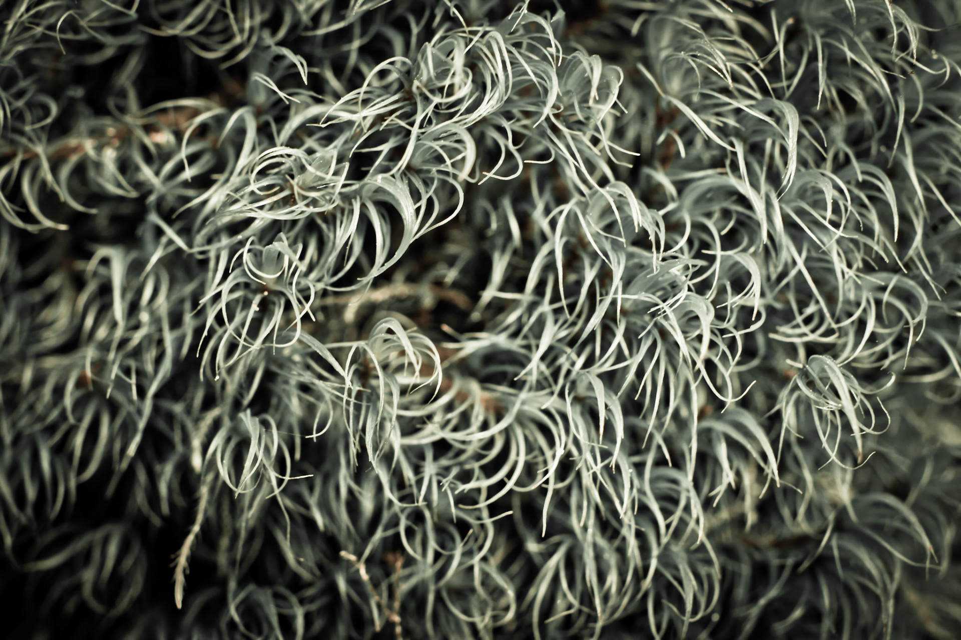 March Roots