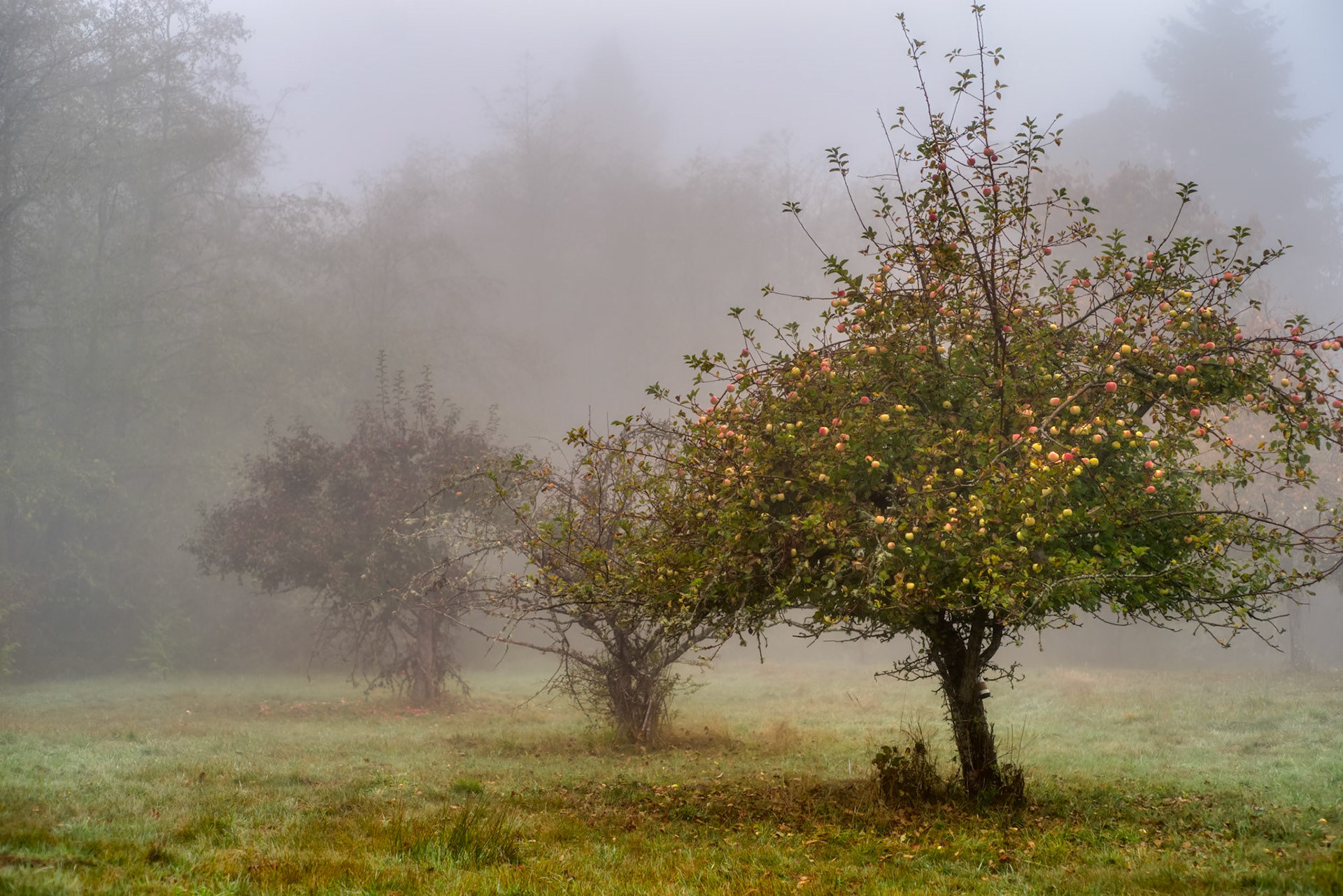 The Old Orchard, Upper Shinglemill-2