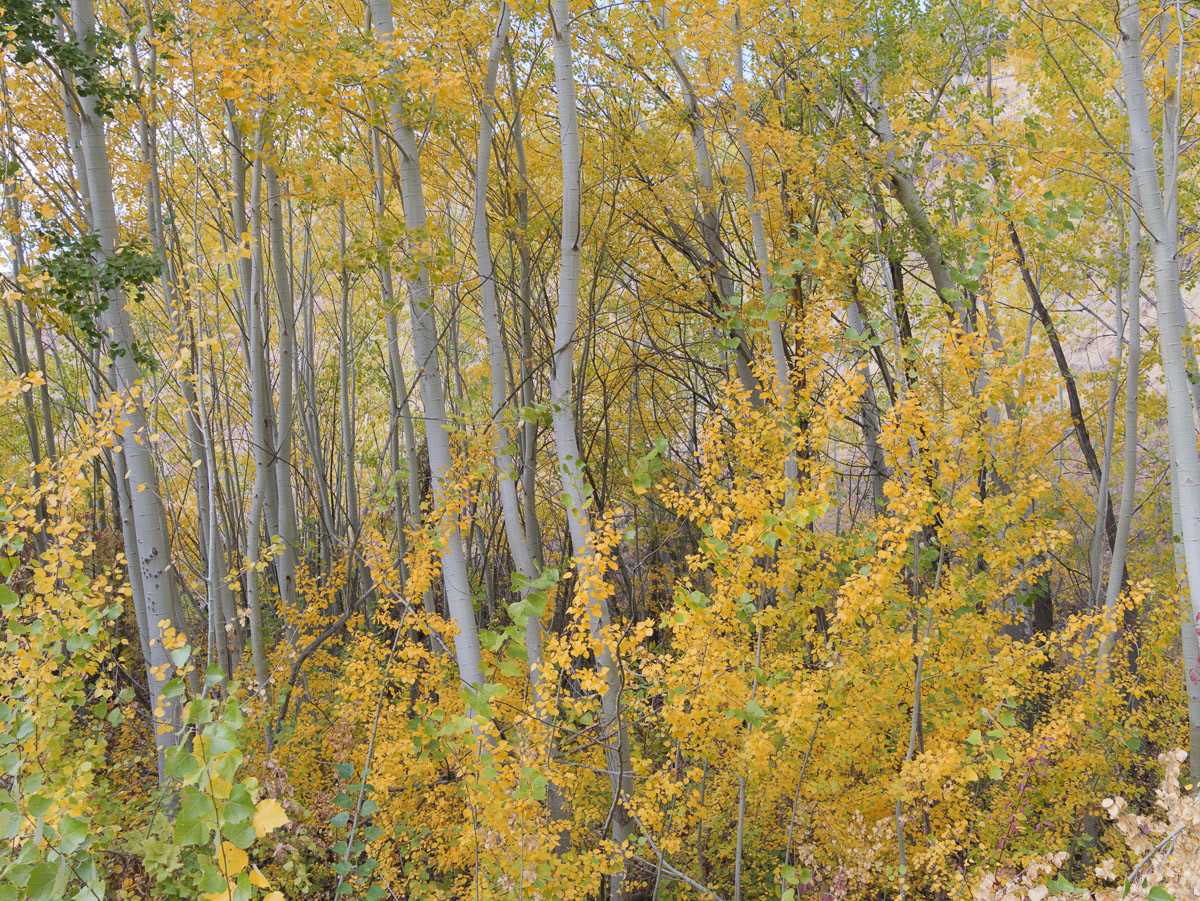 Cowiche Canyon-2