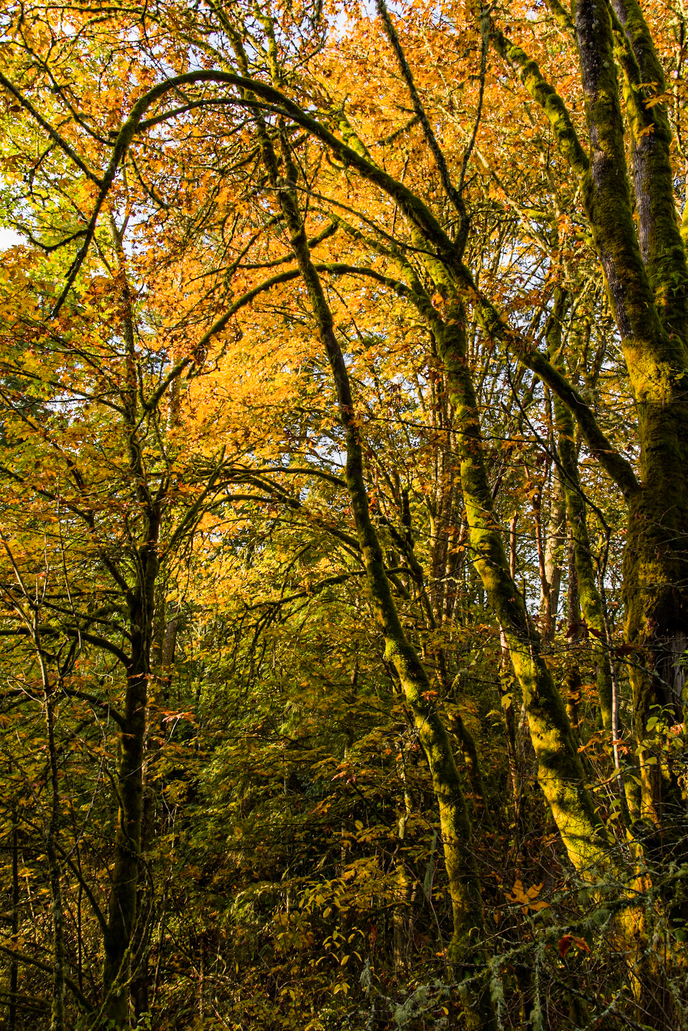 Shinglemill Fall-1