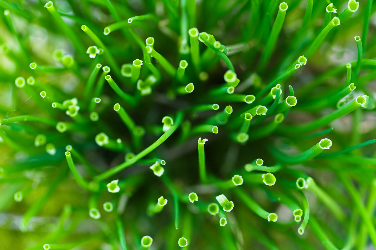 17-Cut Chives