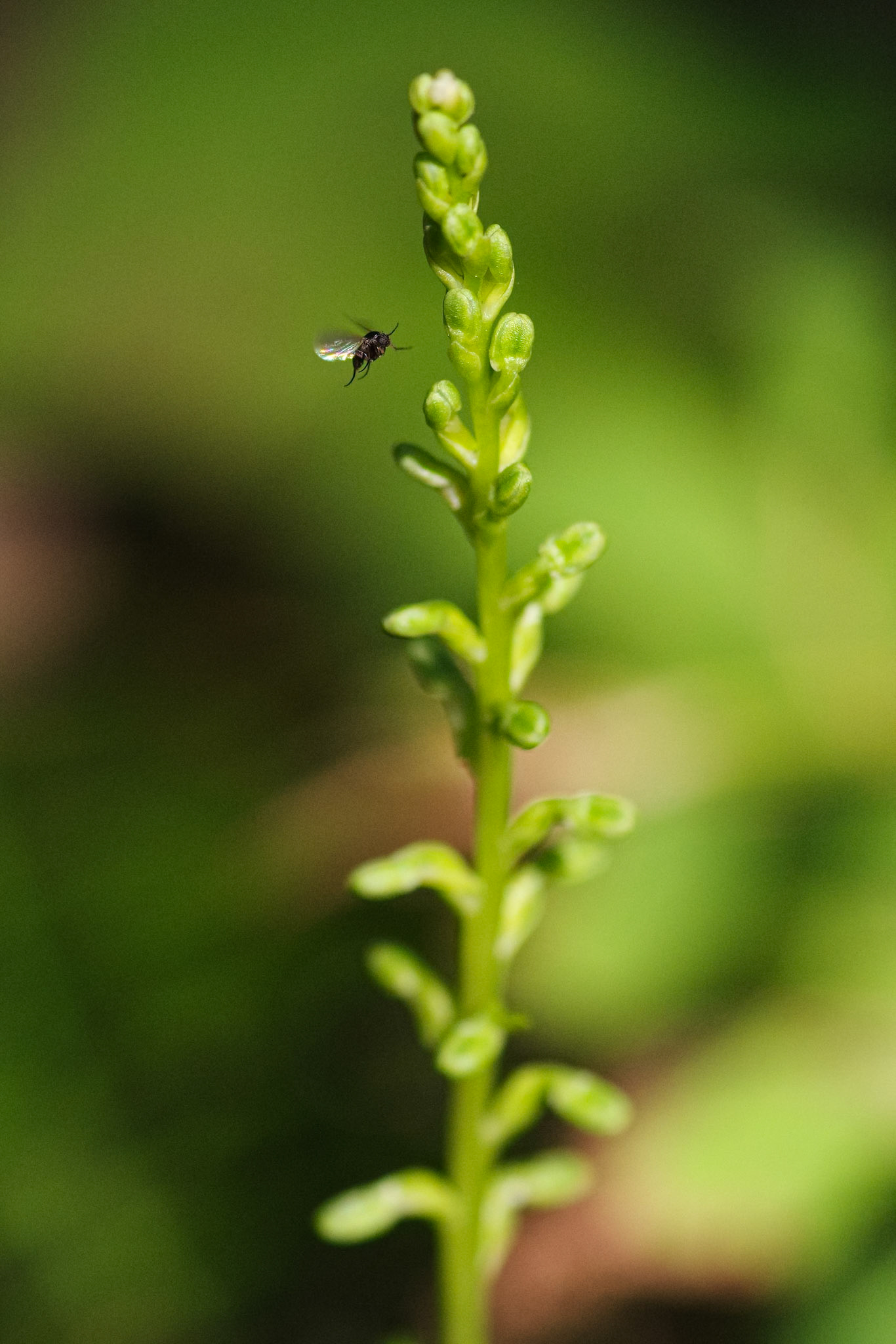 Wildflower-3, Rattlesnake Creek