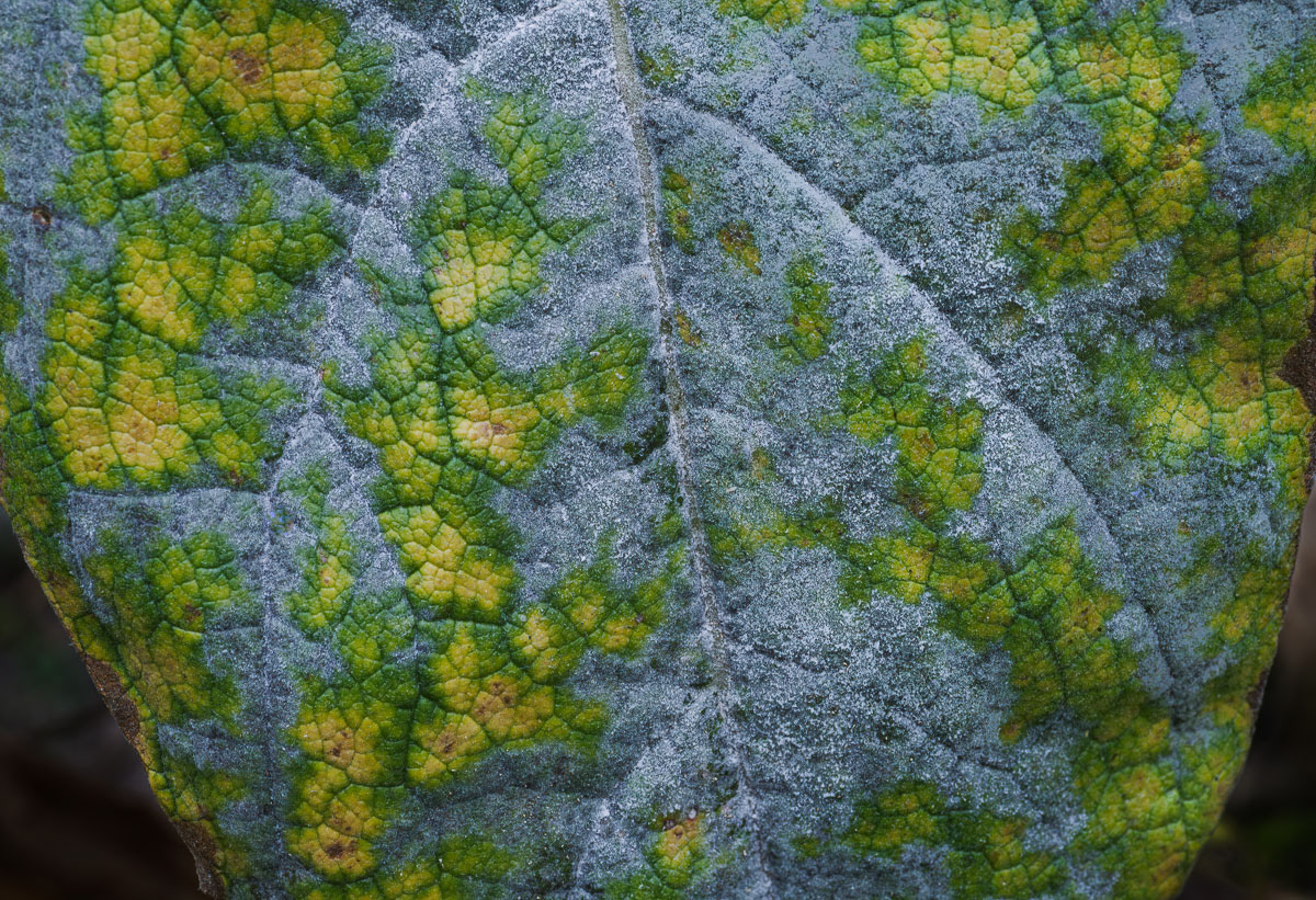 20-Mullien Leaf