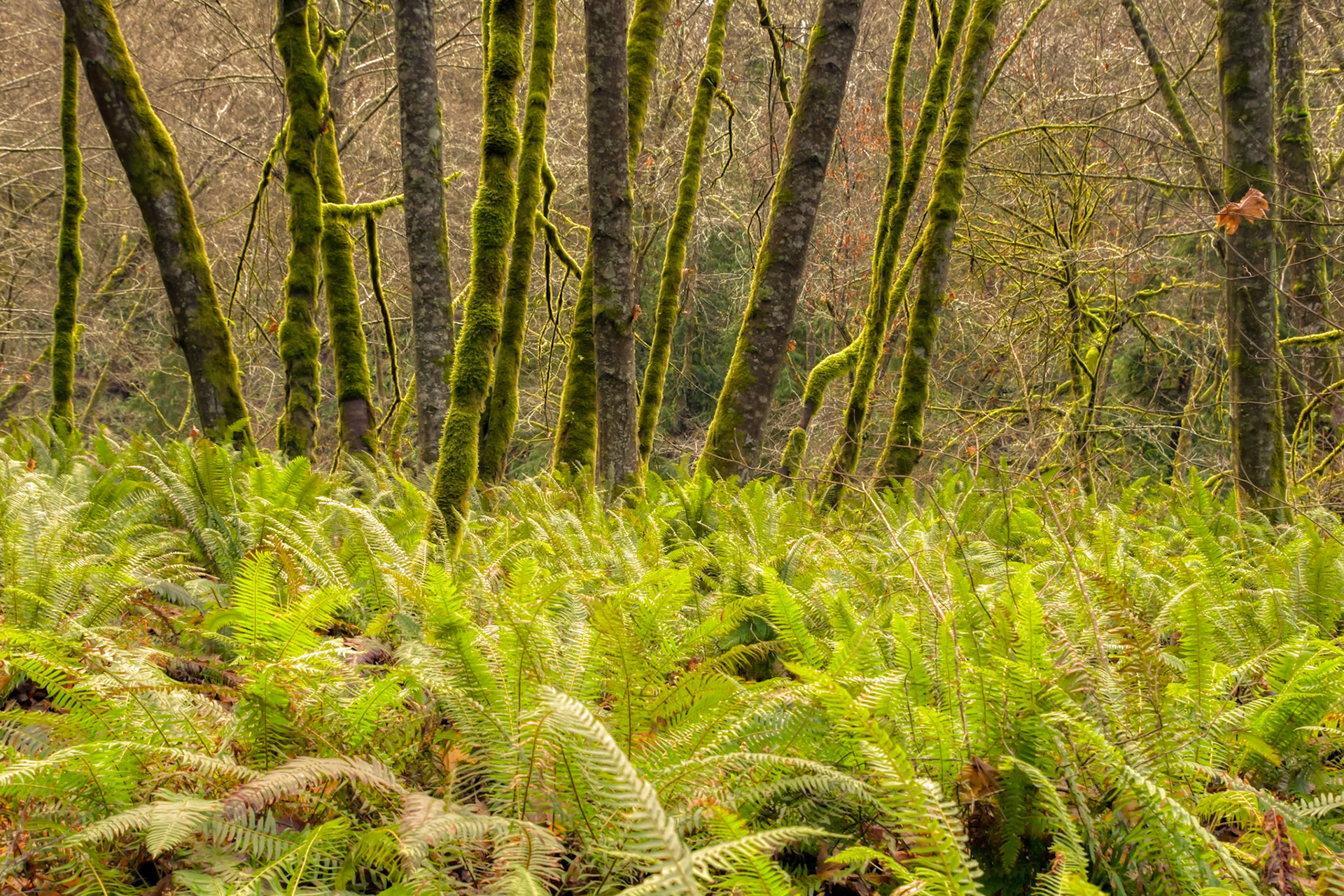 Upper Shinglemill Trail-1