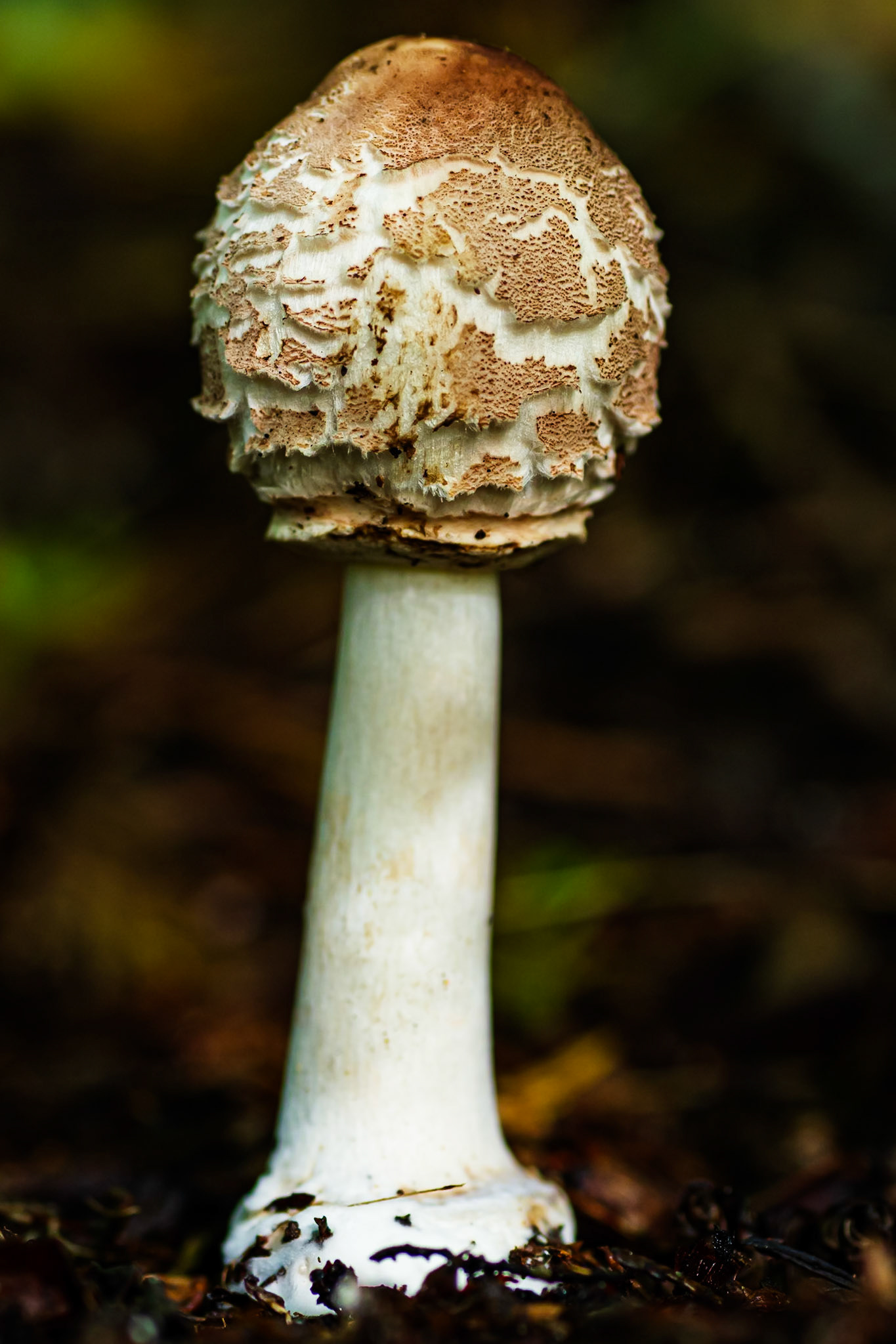 Fungi-1