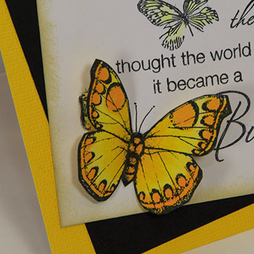 Butterfly Collection - Hand Made 3D Butterfly