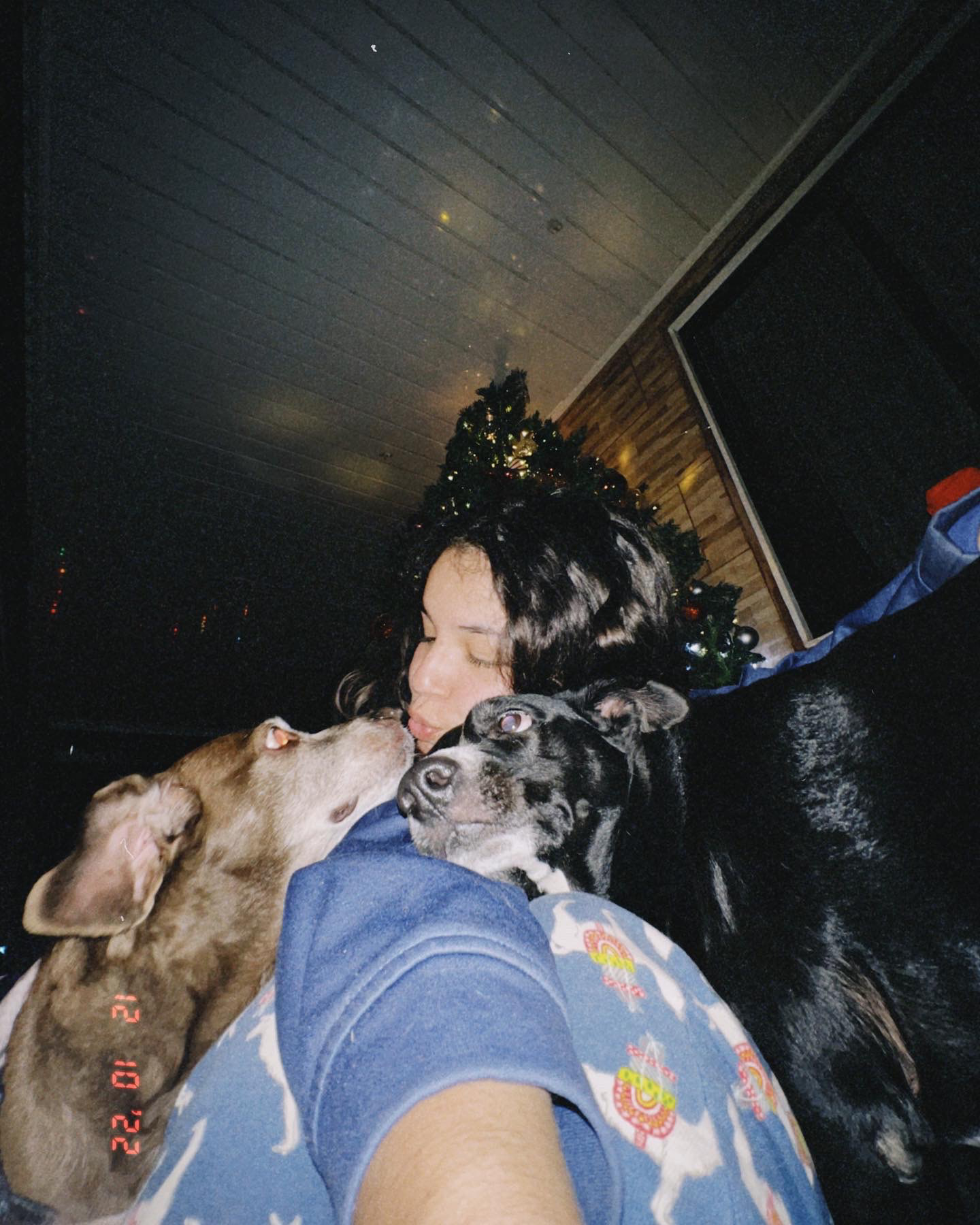 Tengo 6 perros y son los amores míos.