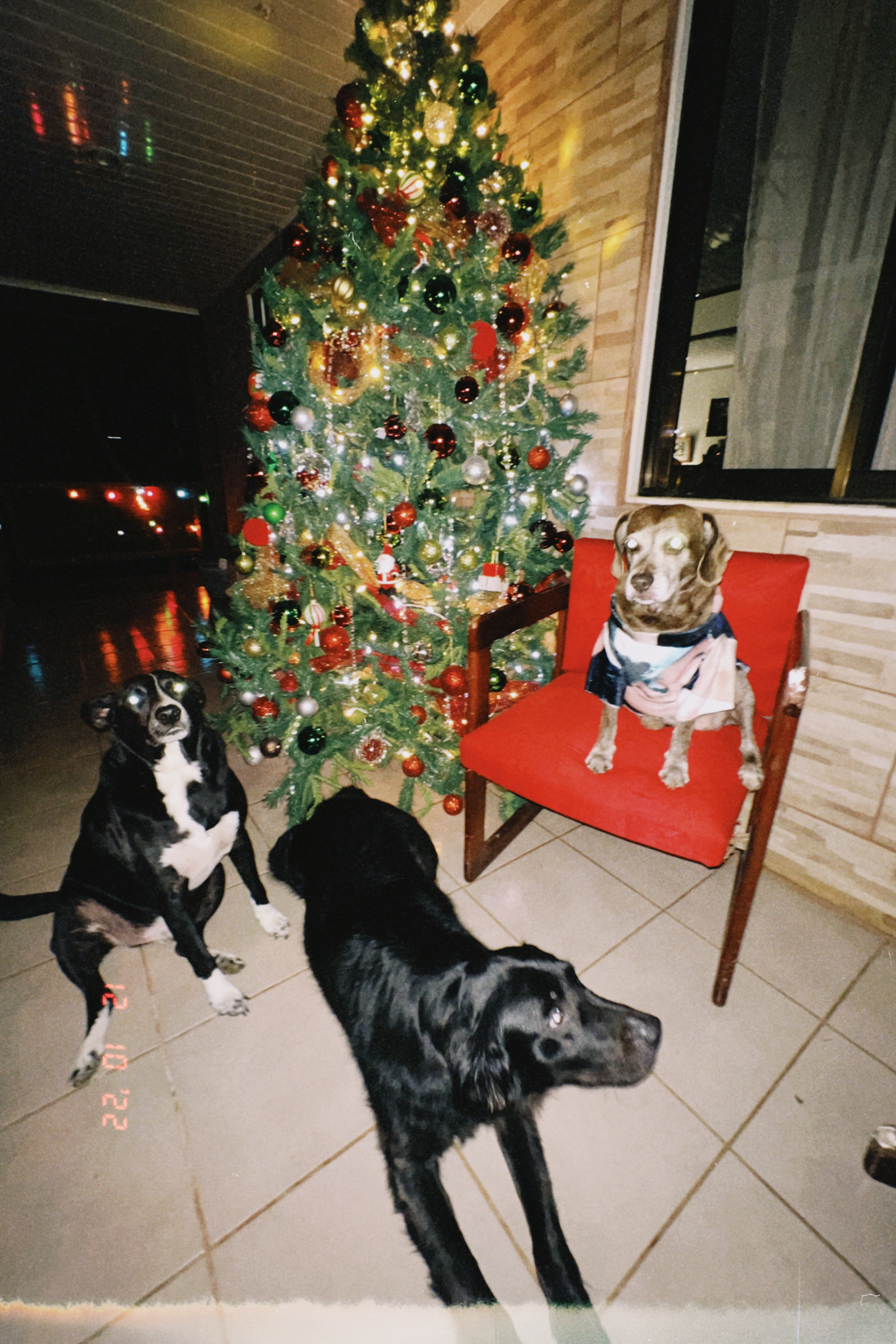 Chimi, Lilo y Moli. Navidad 2022.