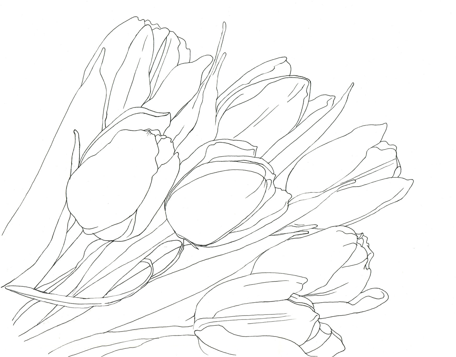 イラストレーター宮澤美穂 花 線画 Flowers Line Drawing