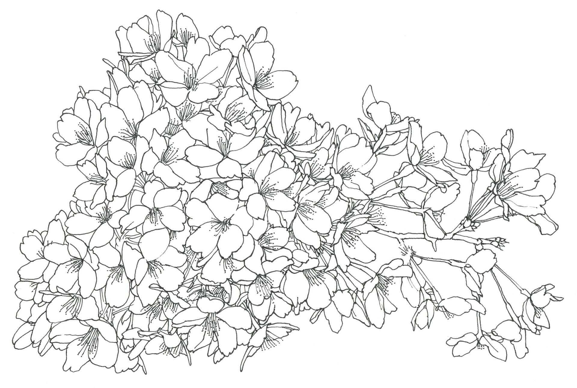 桜
