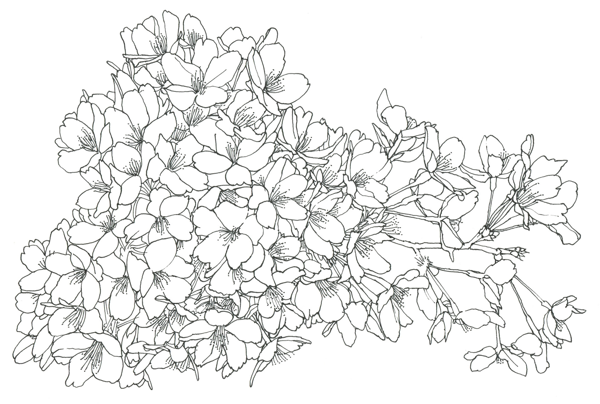 イラストレーター宮澤美穂 Illustrator Miho Miyazawa 花 線画 Flowers Line Drawing