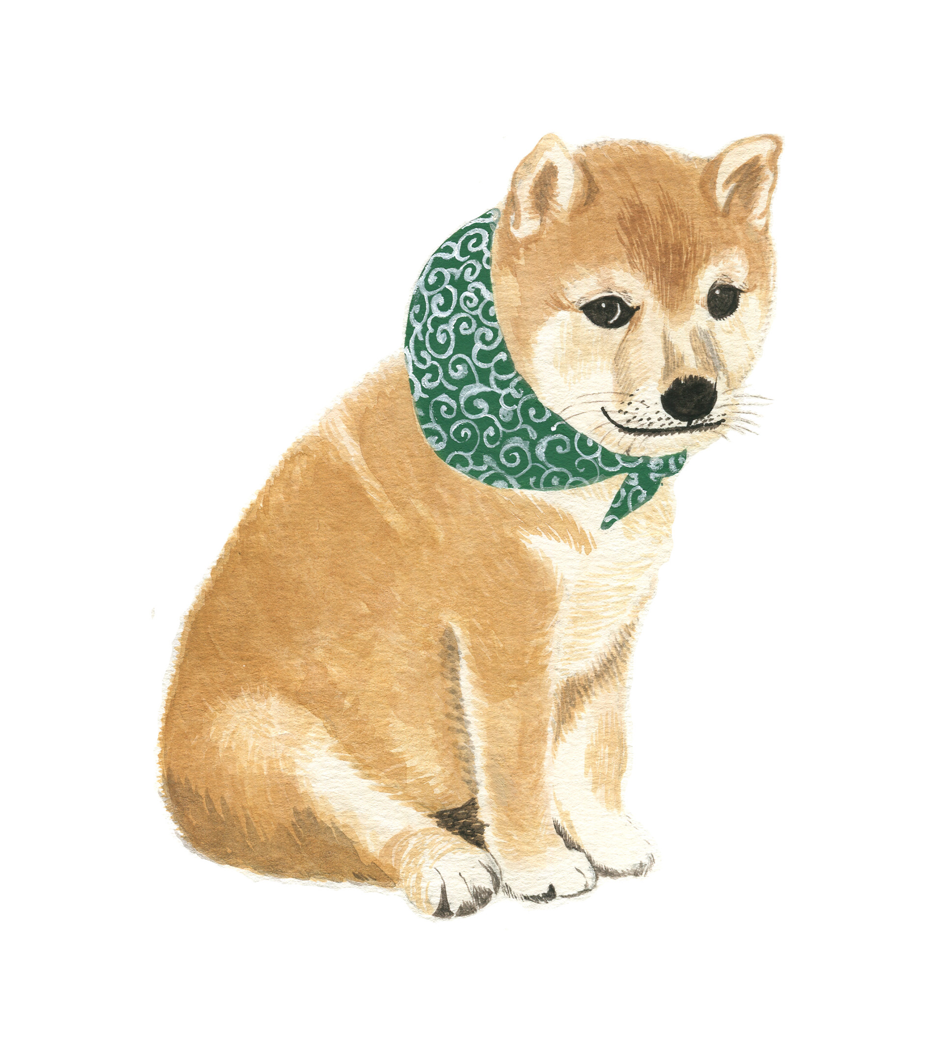 豆柴