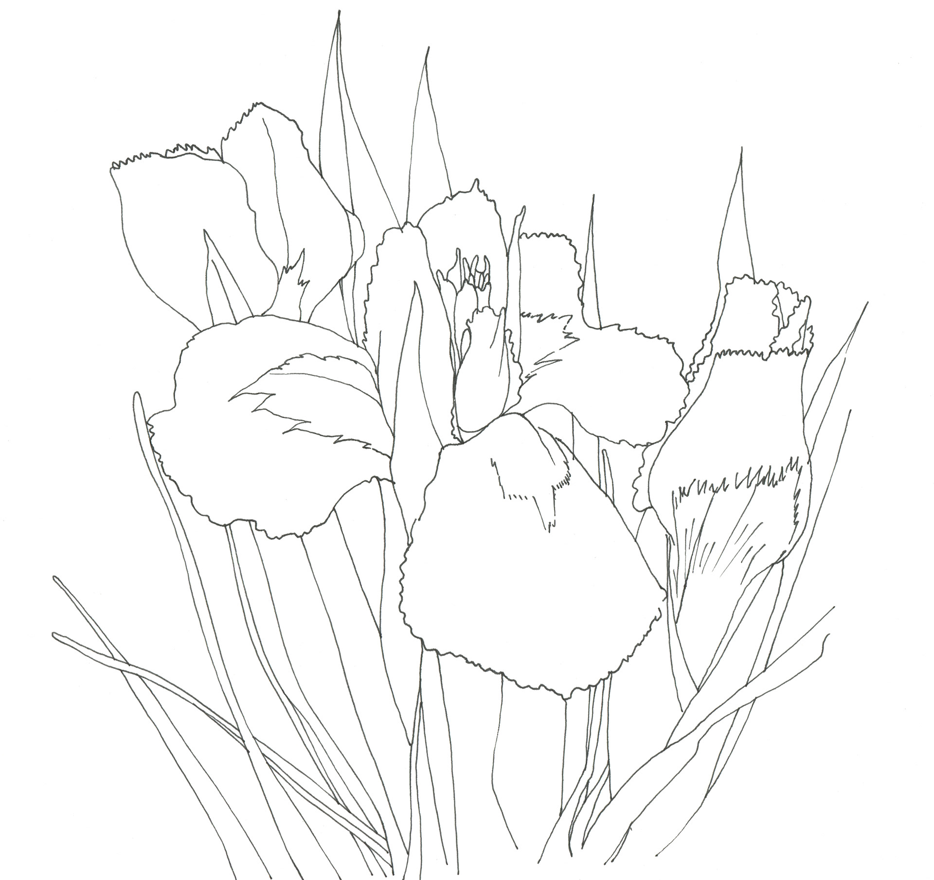 アイリス(かきつばた)