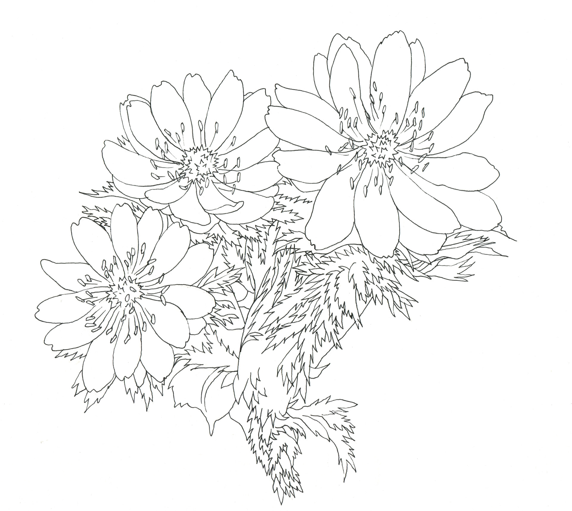 イラストレーター宮澤美穂 Illustrator Miho Miyazawa 花 線画 Flowers Line Drawing