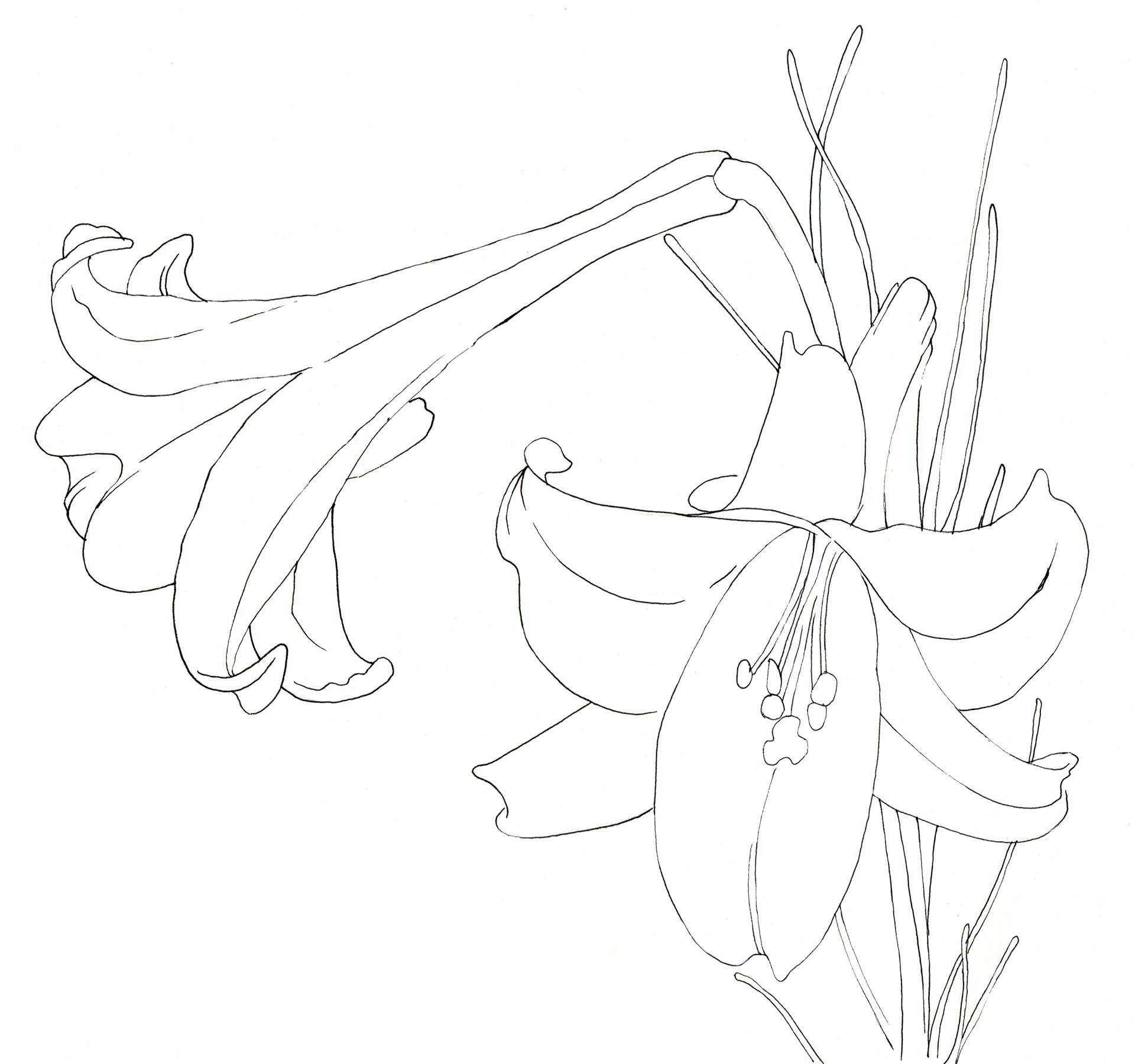 イラストレーター宮澤美穂 花 線画 Flowers Line Drawing