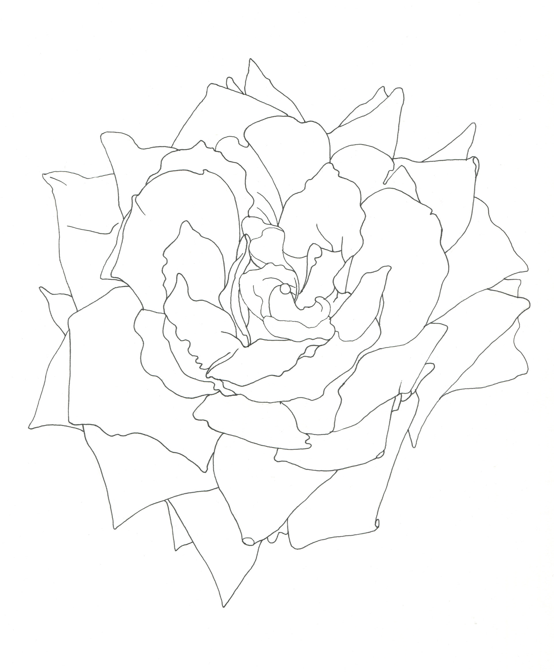 イラストレーター宮澤美穂 Illustrator Miho Miyazawa 花 線画 Flowers Line Drawing