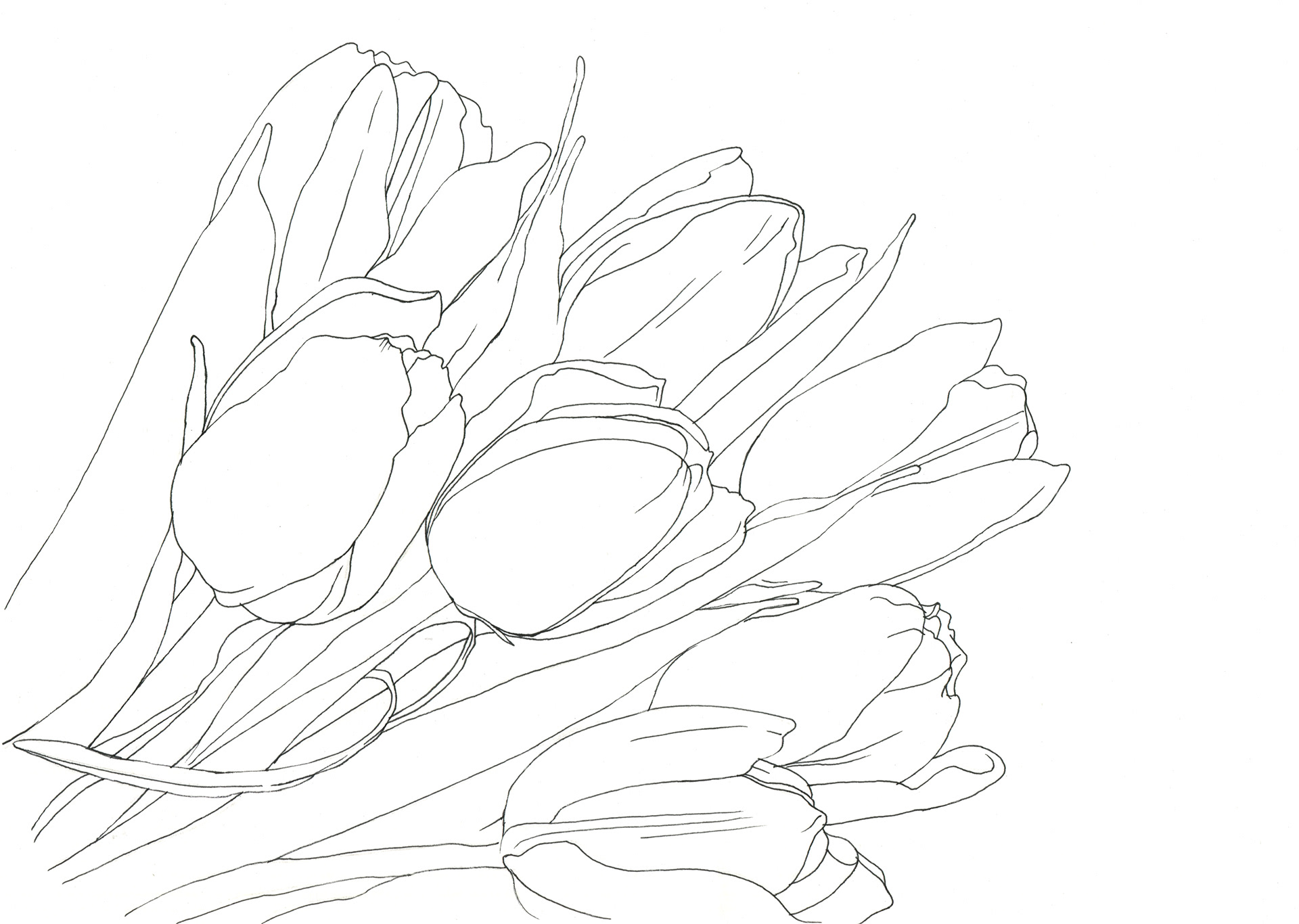 イラストレーター宮澤美穂 花 線画 Flowers Line Drawing