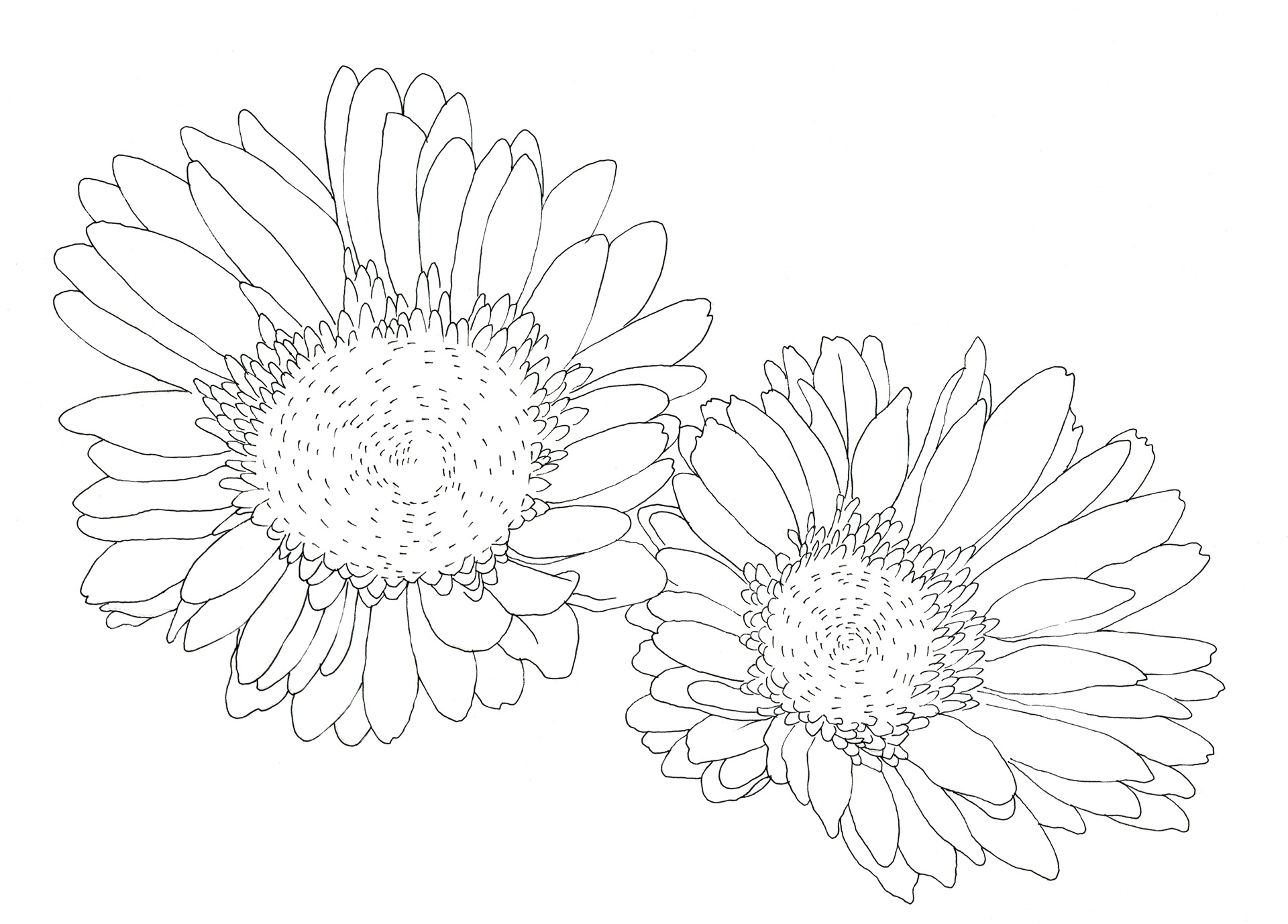 イラストレーター宮澤美穂 Illustrator Miho Miyazawa 花 線画 Flowers Line Drawing