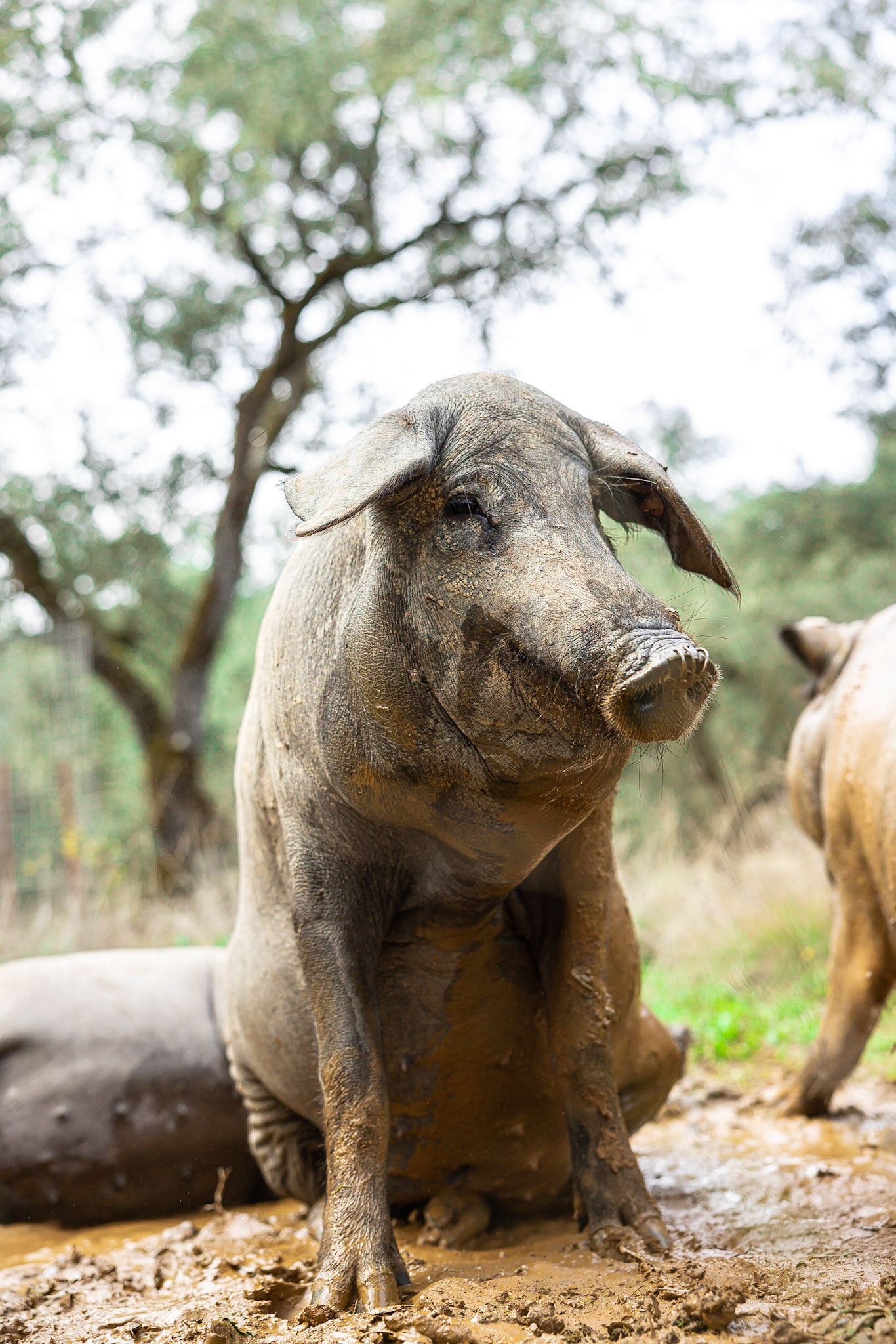 Thomas Chisolm - DOP Jabugo (Espagne)