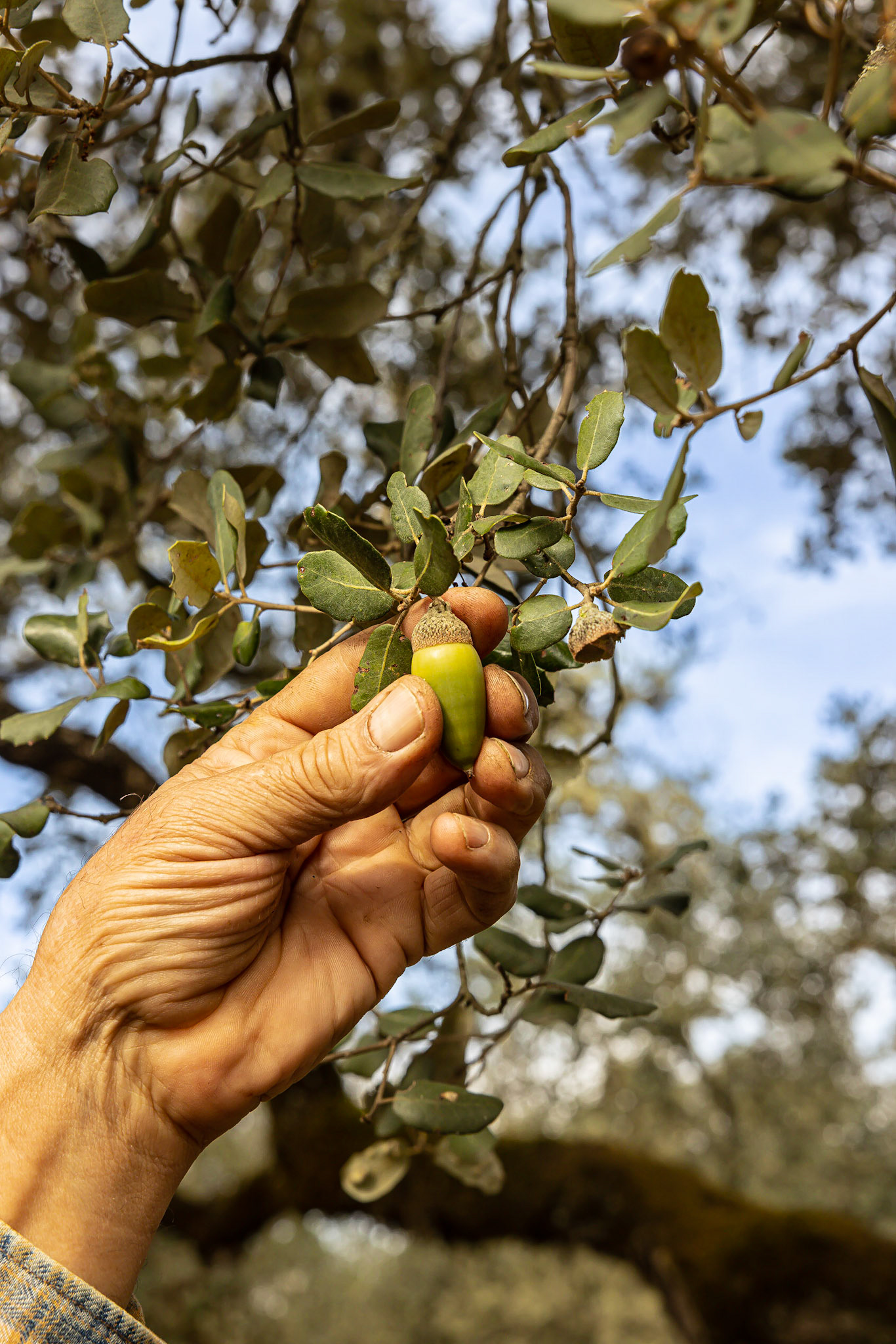 Thomas Chisolm - DOP Jabugo (Espagne)