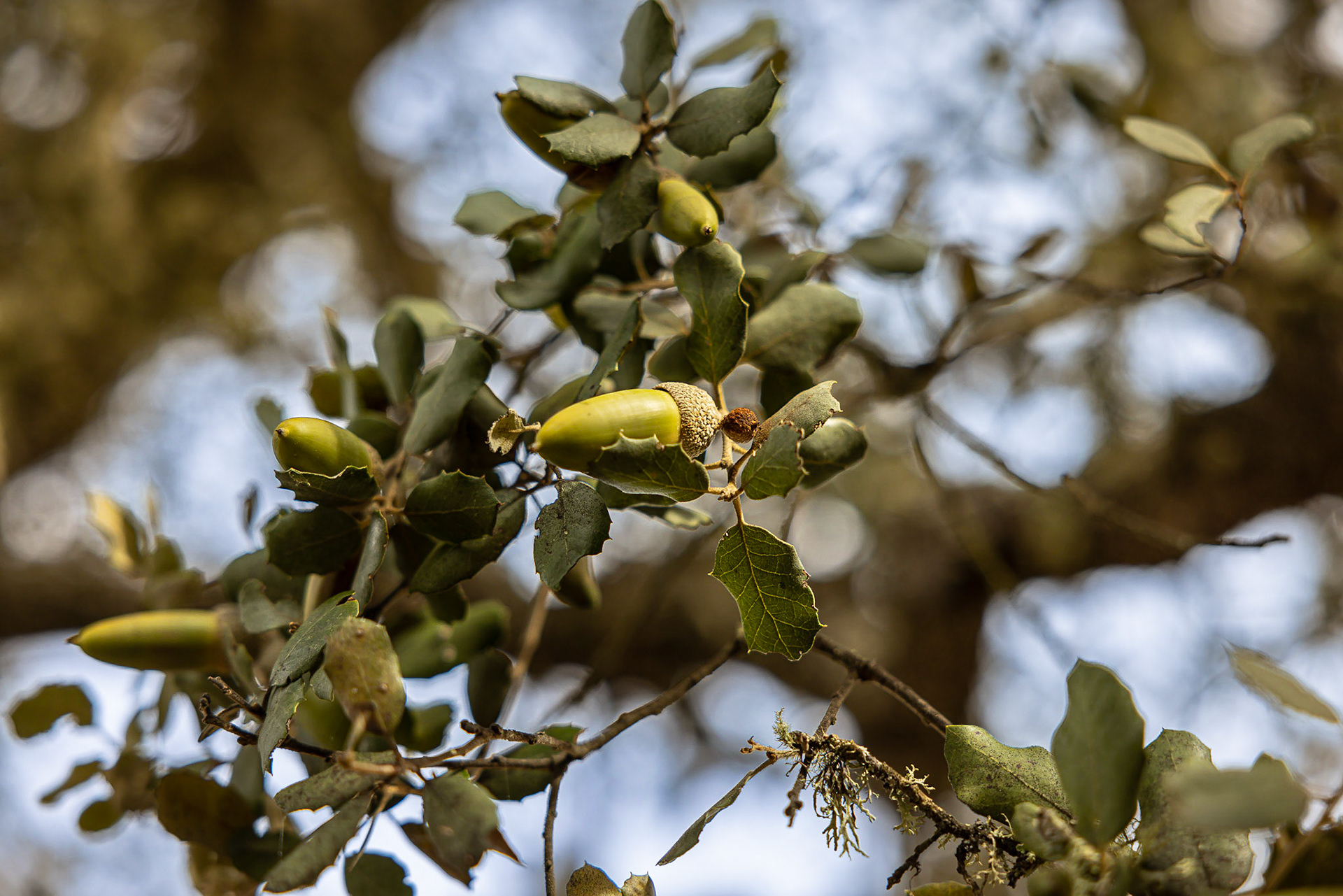 Thomas Chisolm - DOP Jabugo (Espagne)