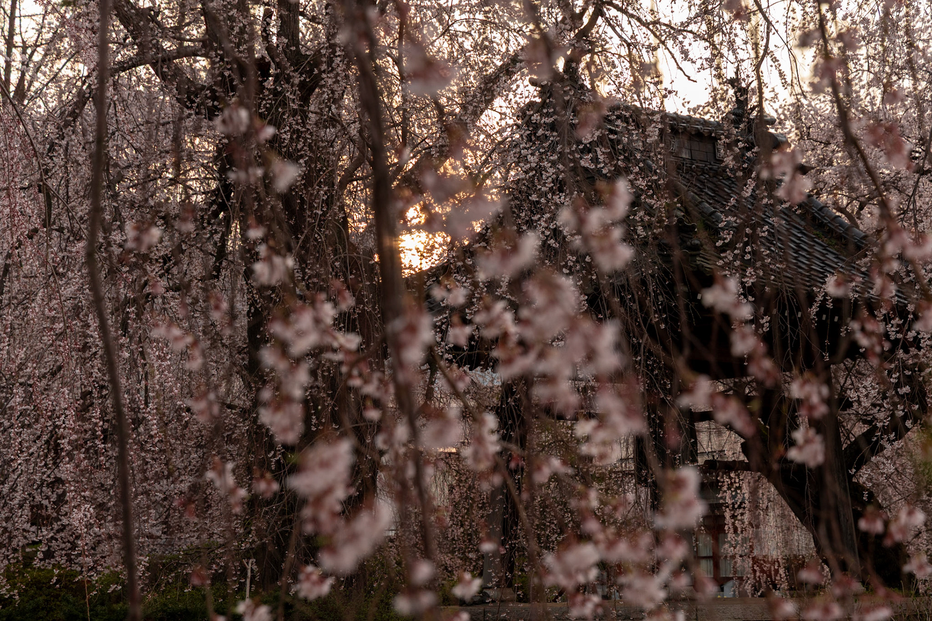 Sakura