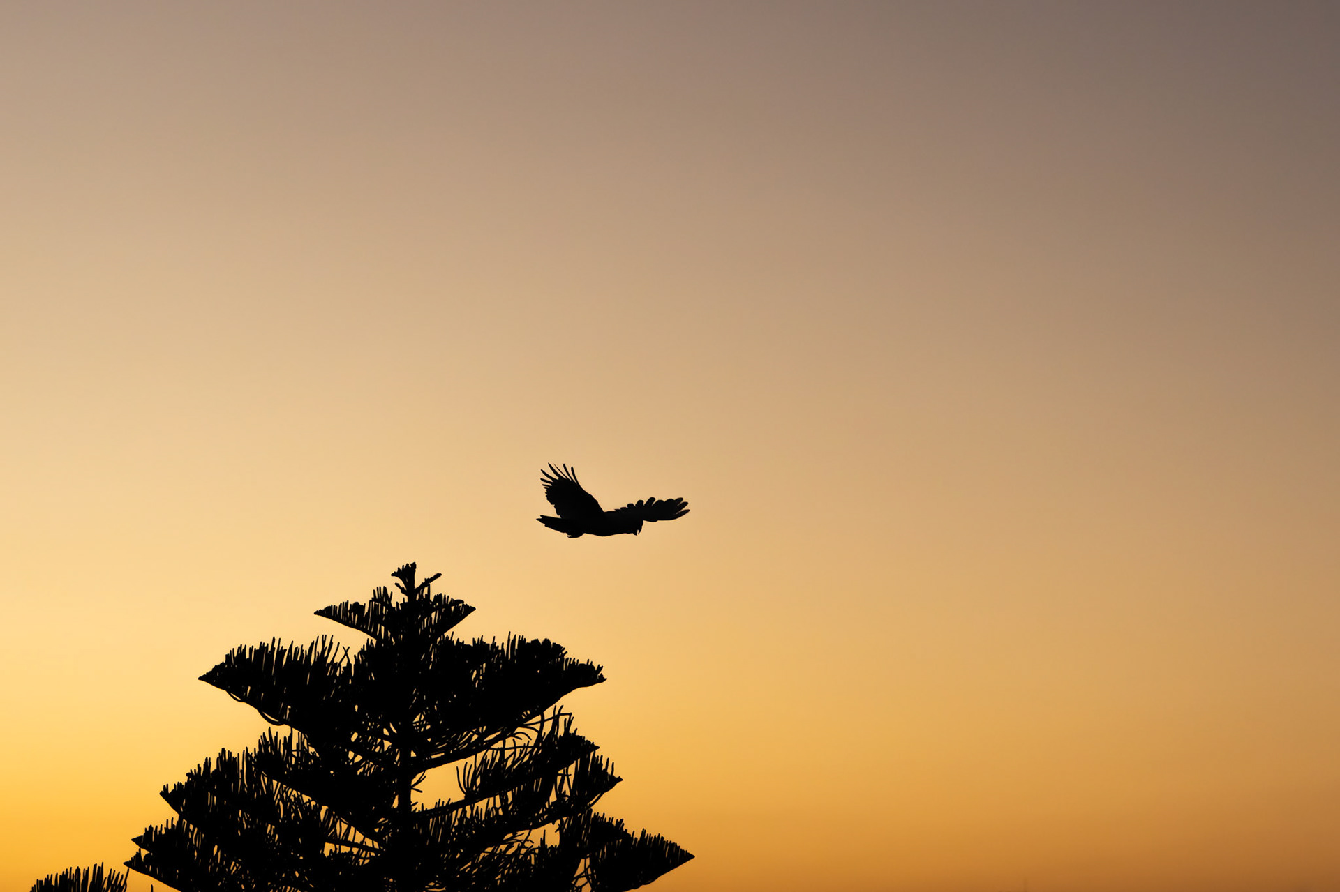 Take flight