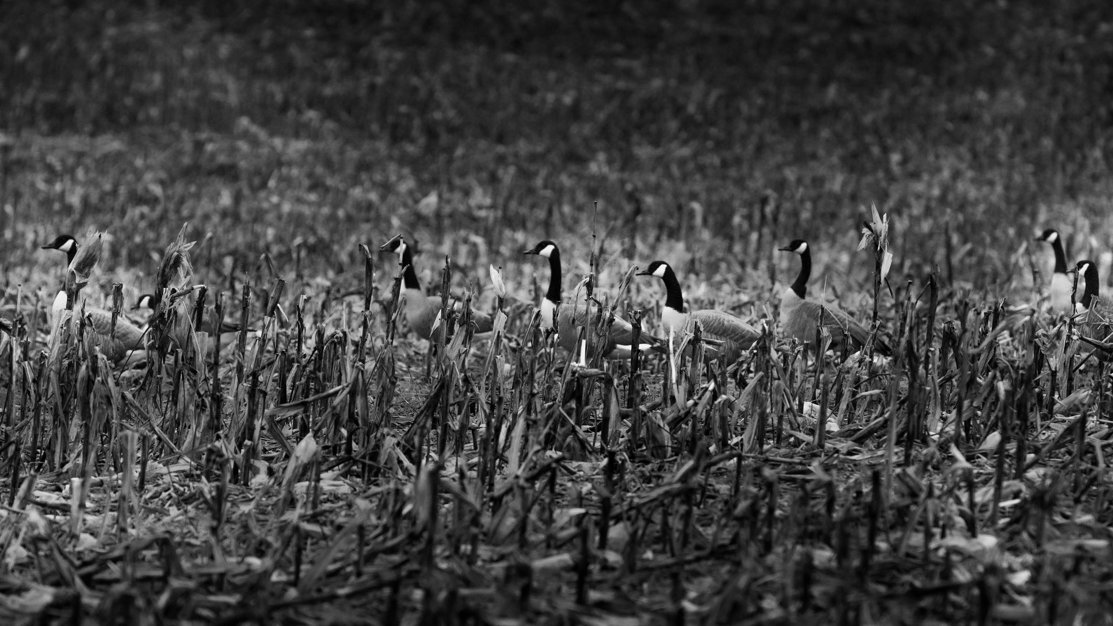 gathered! by jeremy l massey photography