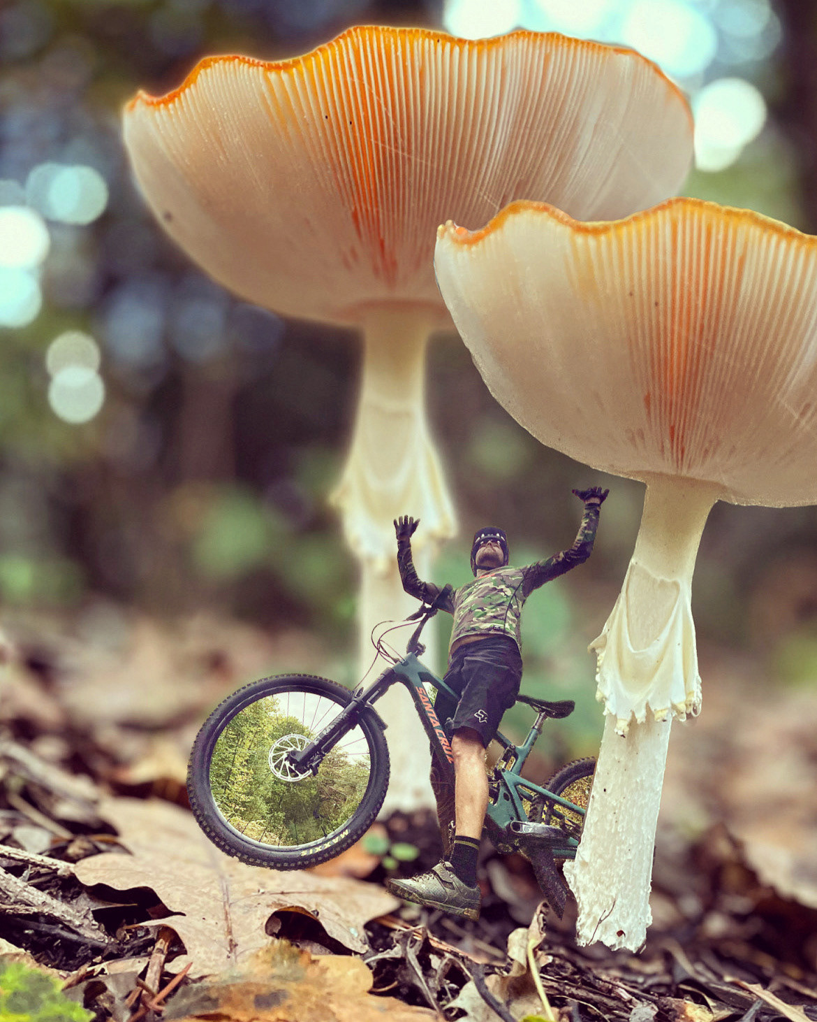 WILD Fungi