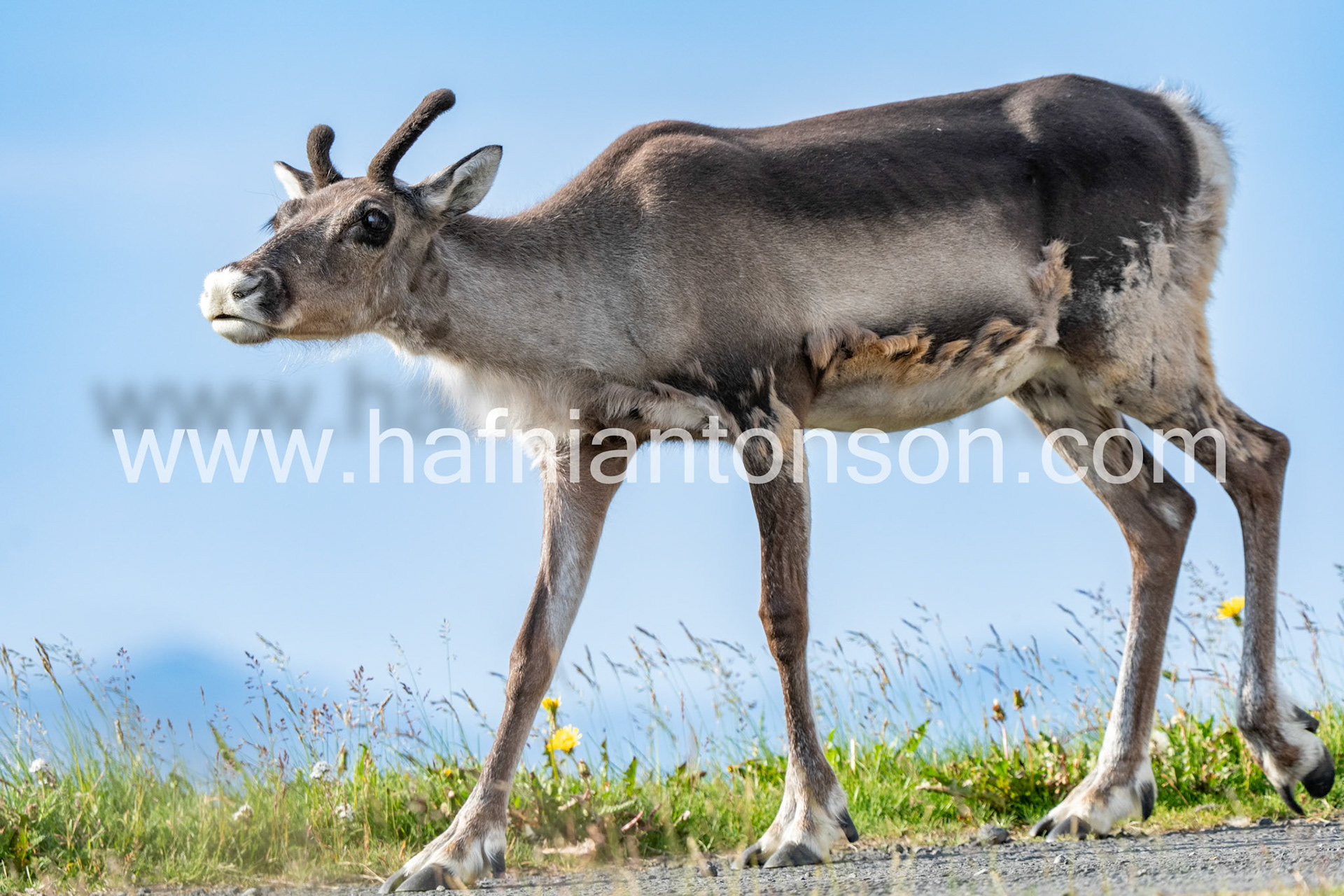 Raindeer