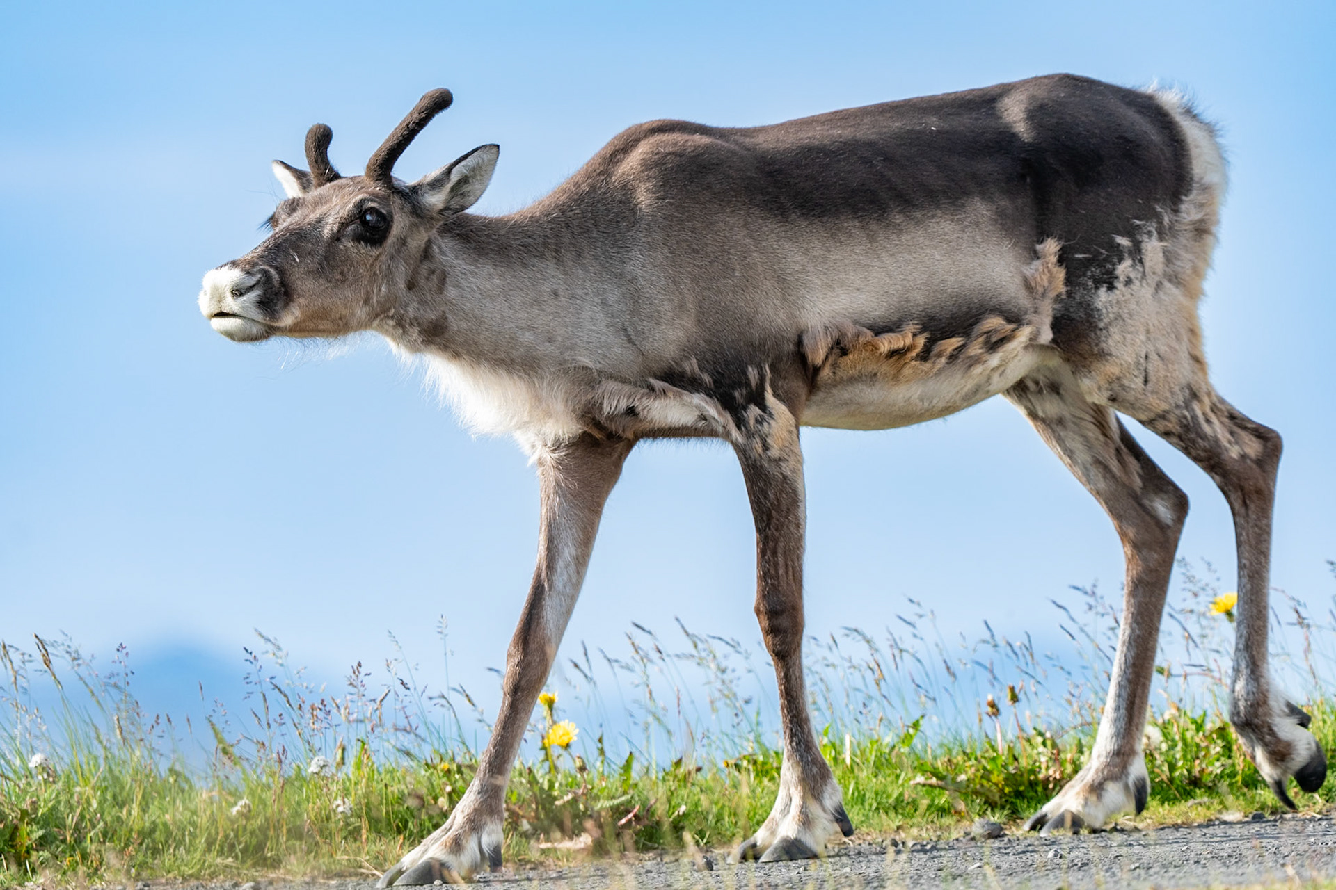 Raindeer