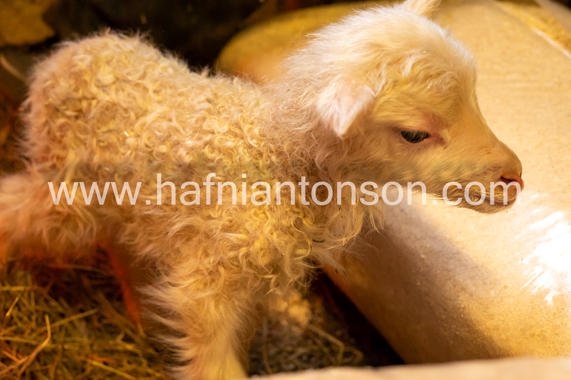Recently born sheep