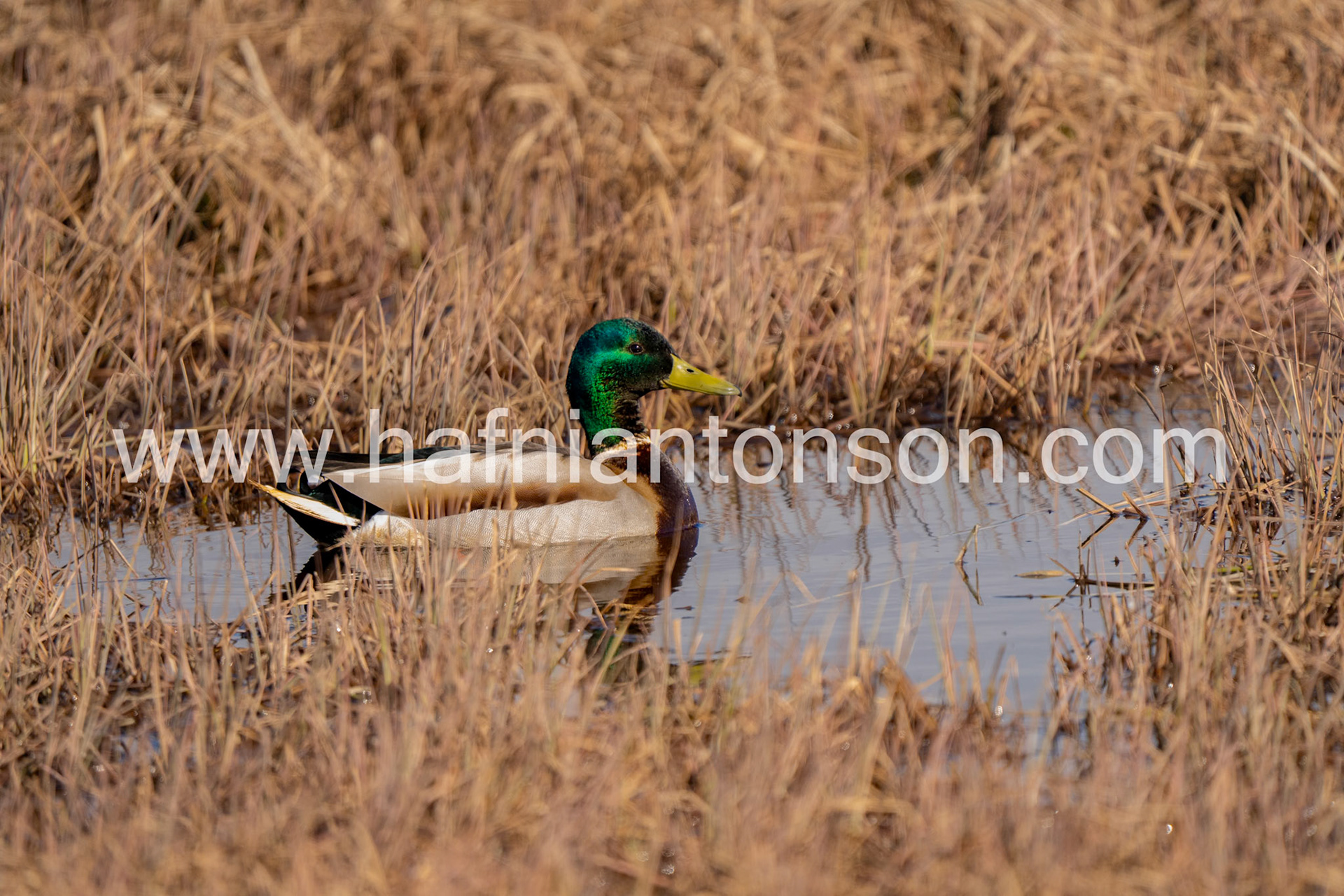 Mallard suspicious