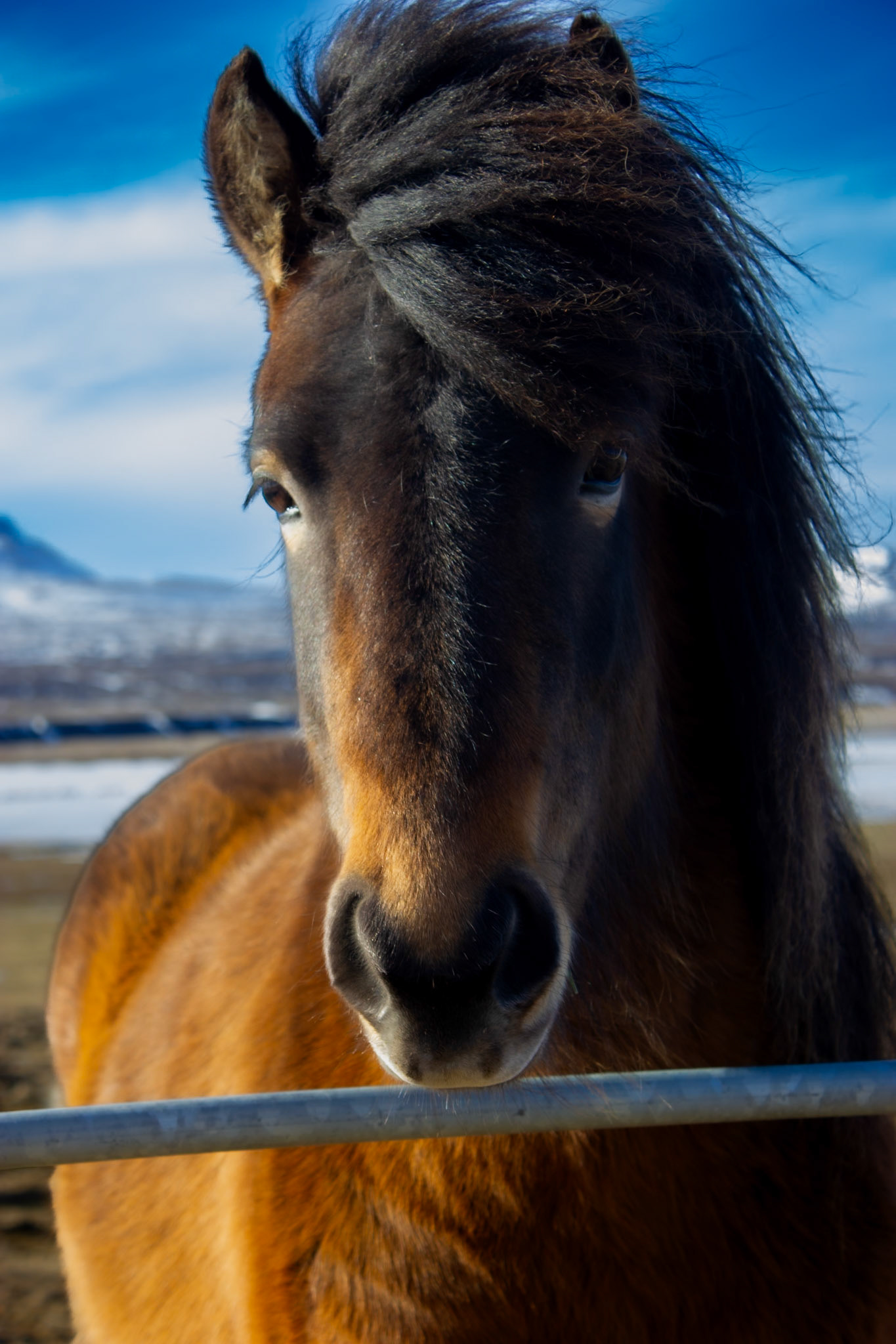 Horse winter background