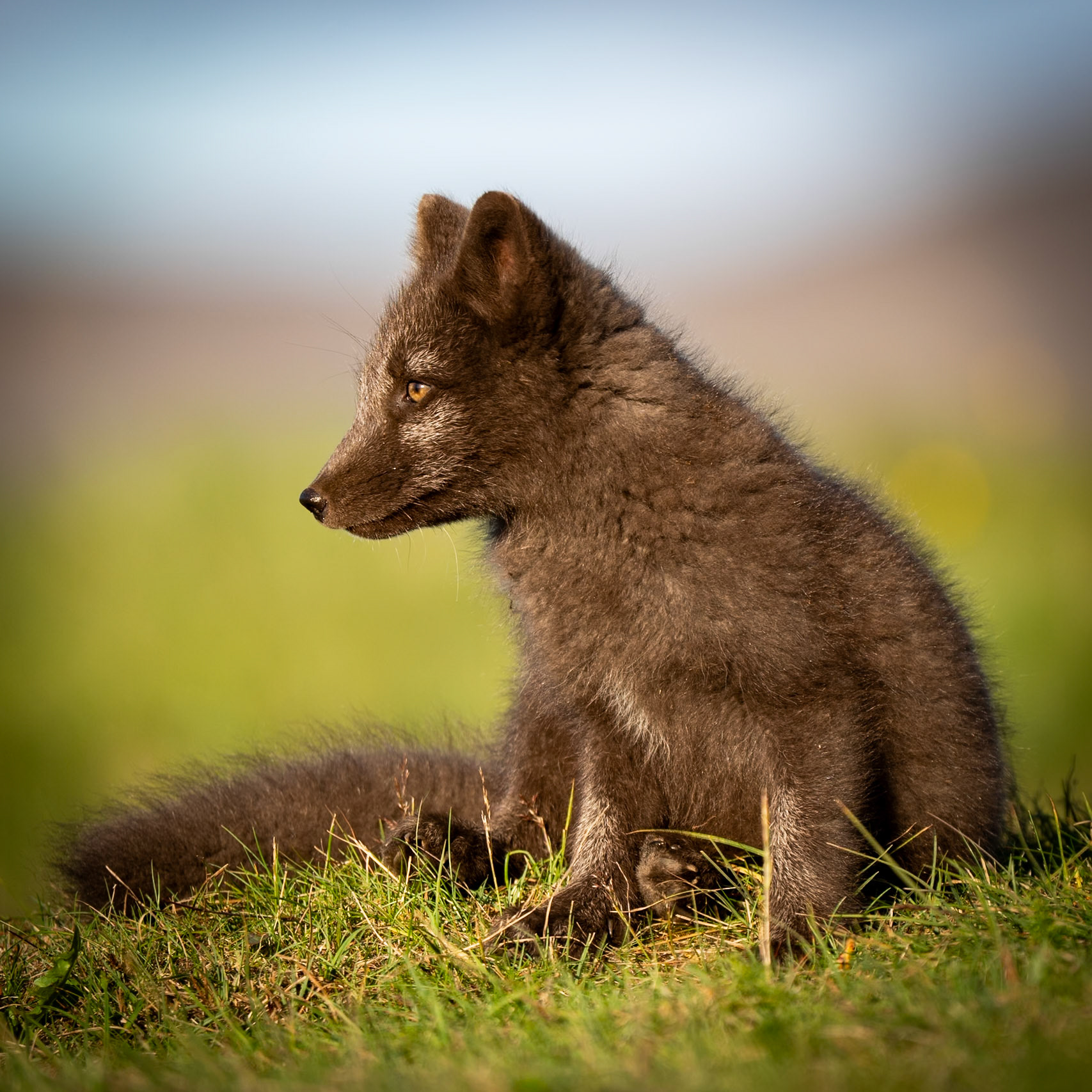 Resting Arctic fox