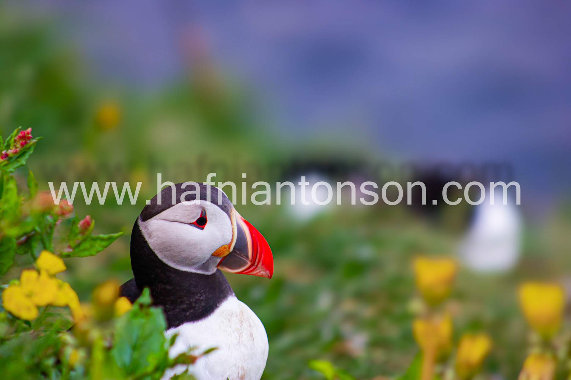 Puffin waiting