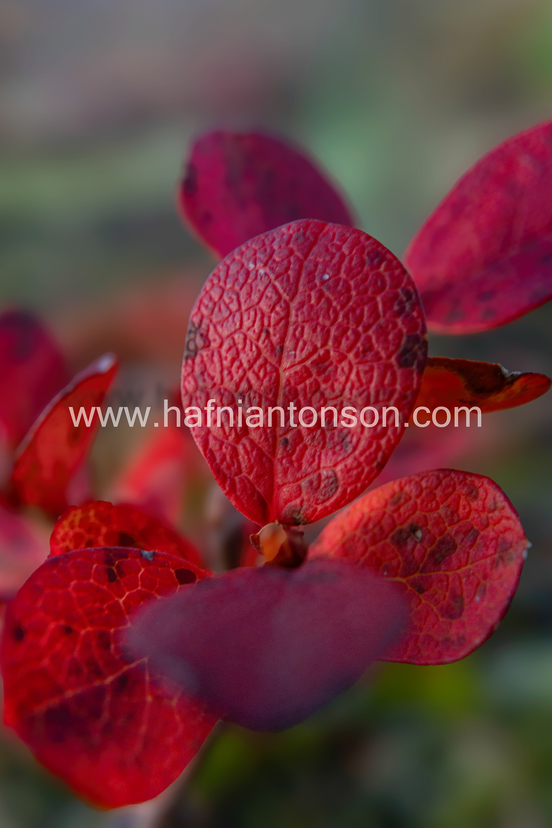 autumn blackberry leaf