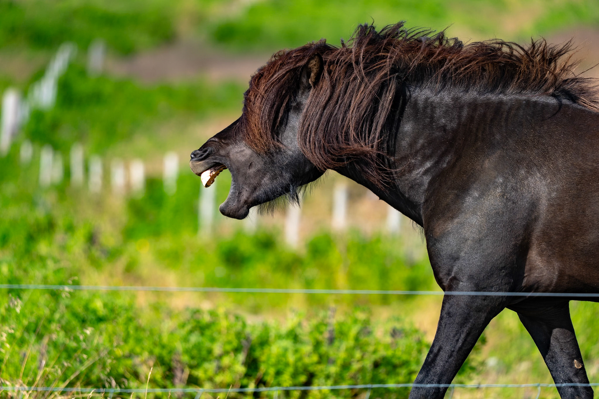 Laughing horse