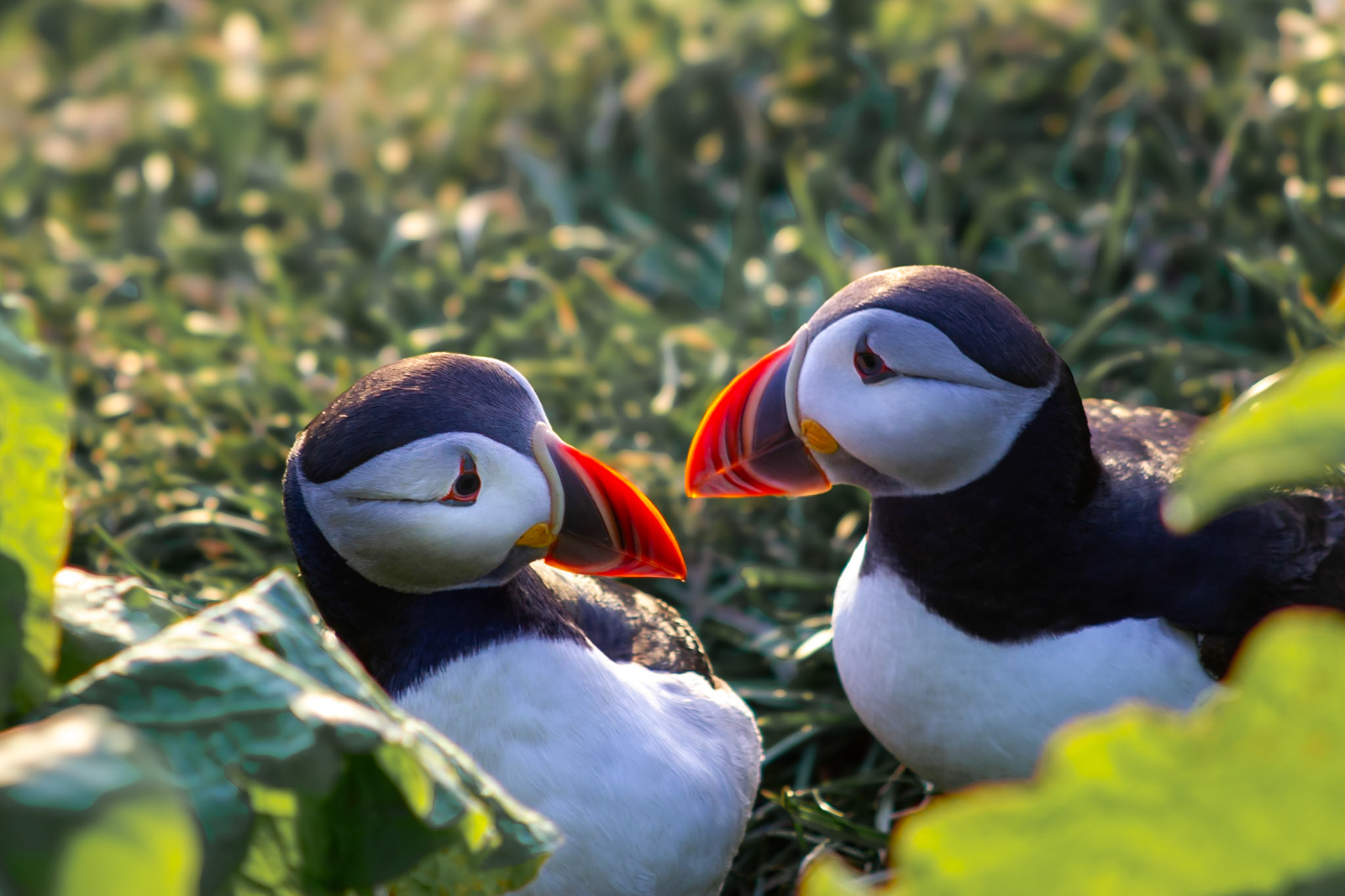 Puffin love forever