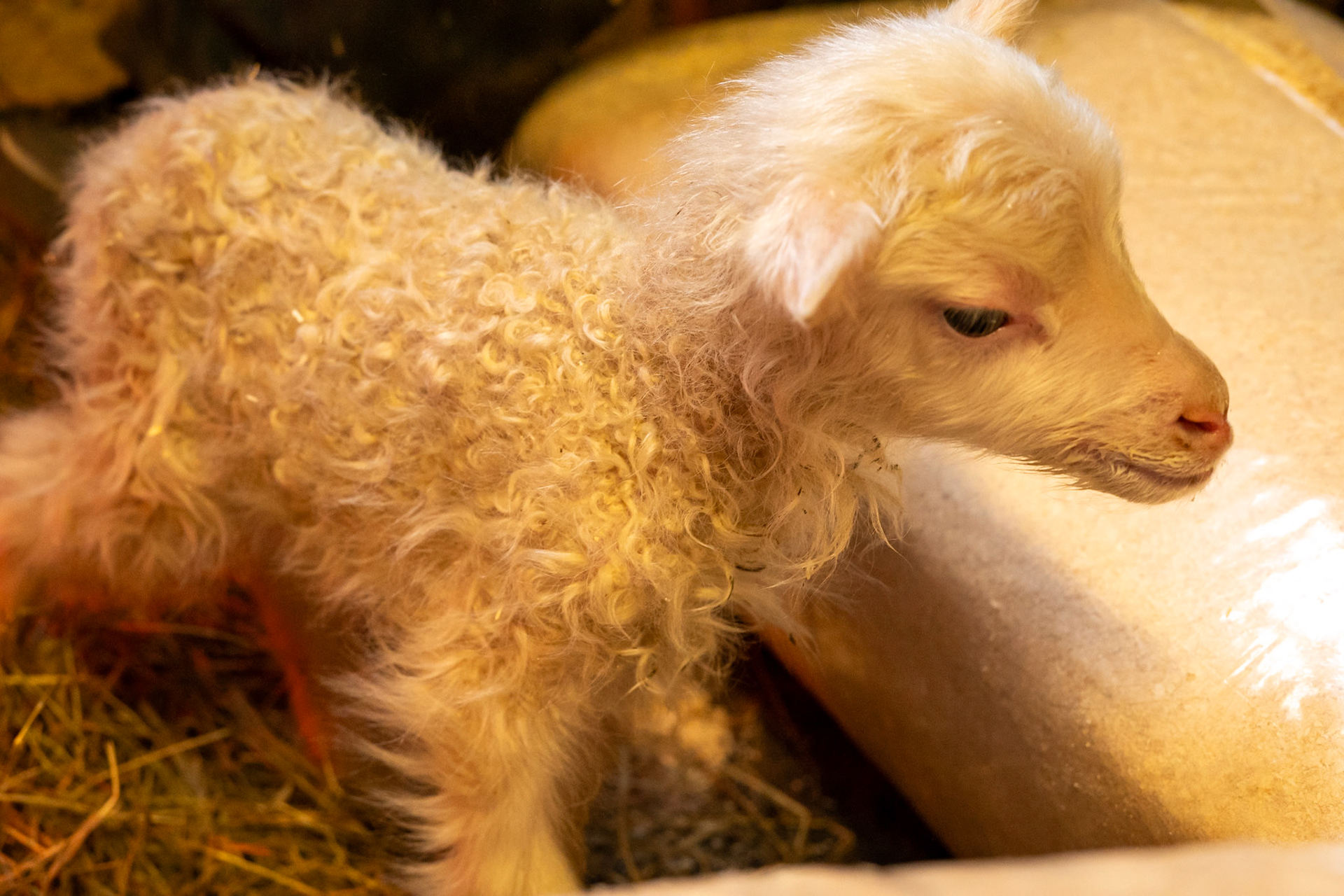Recently born sheep