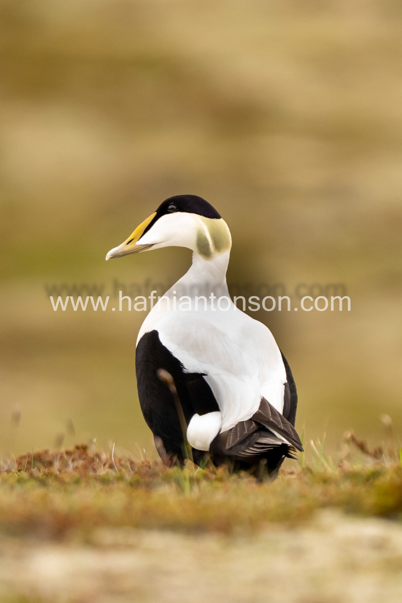 Baywatch Eider