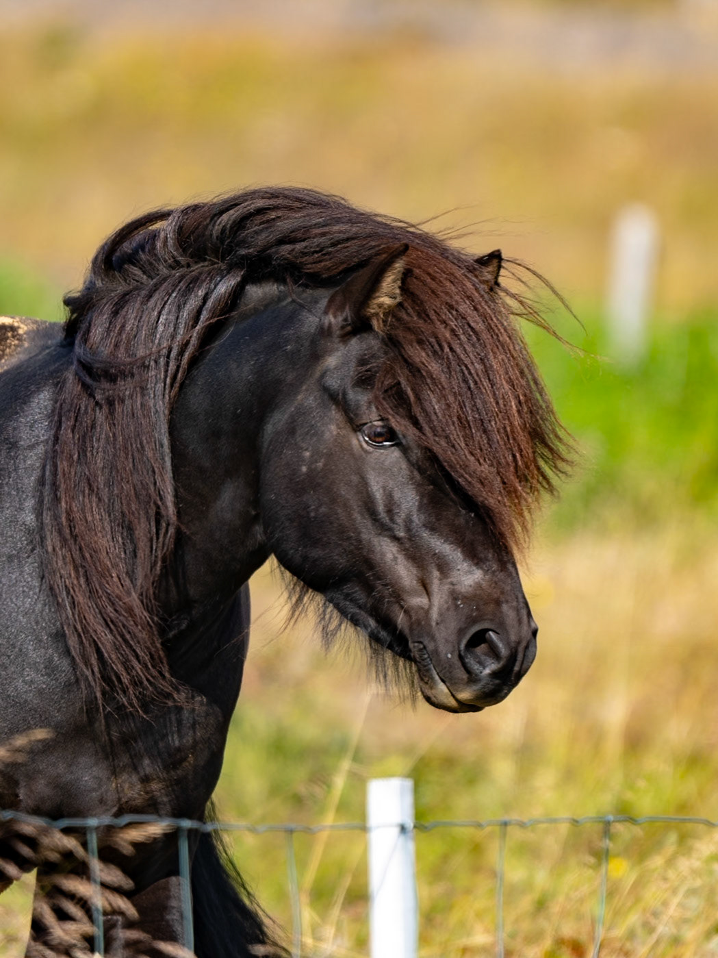 Elegant black horse