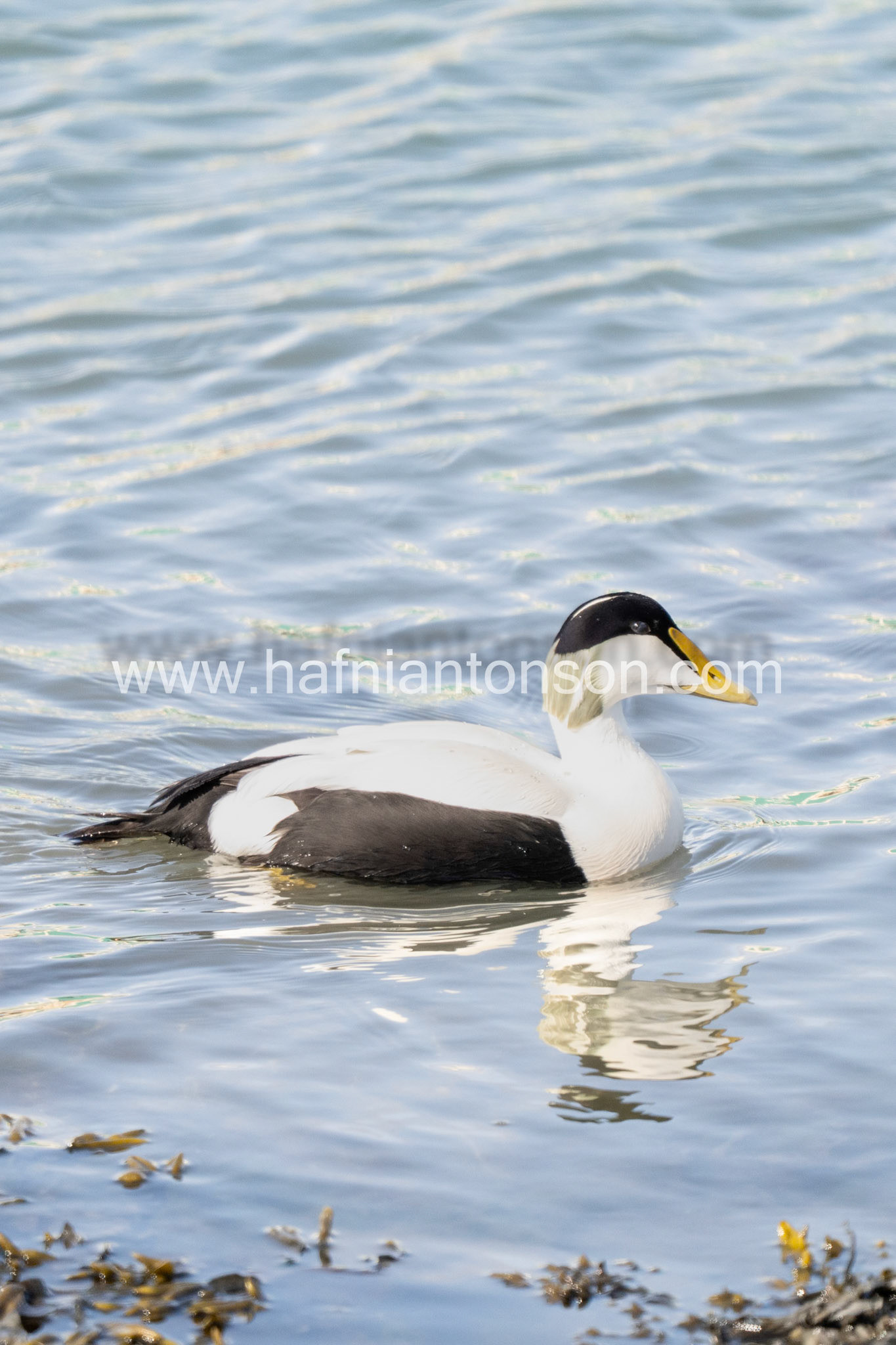 Leaving Eider