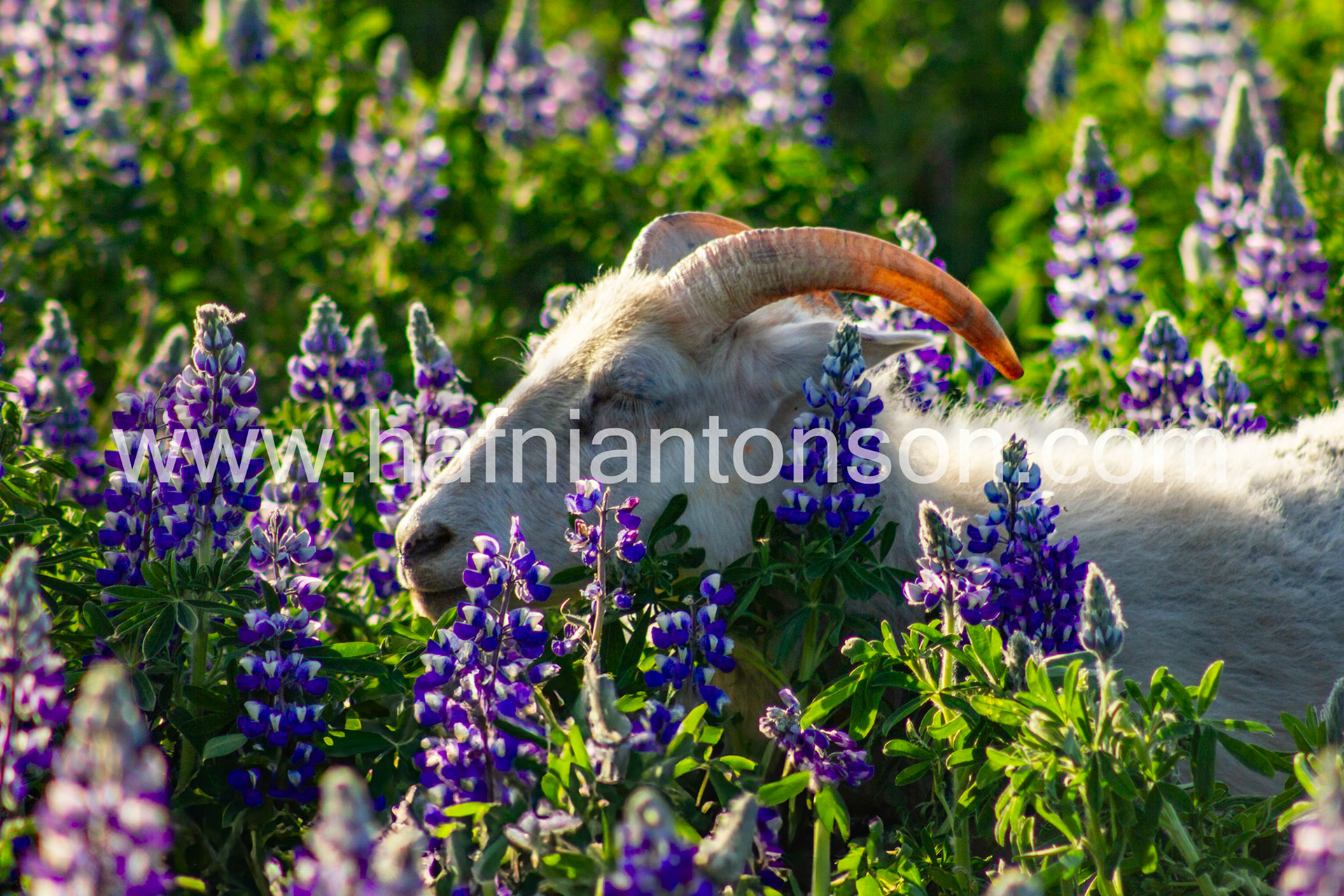 Sheep smelling flowers