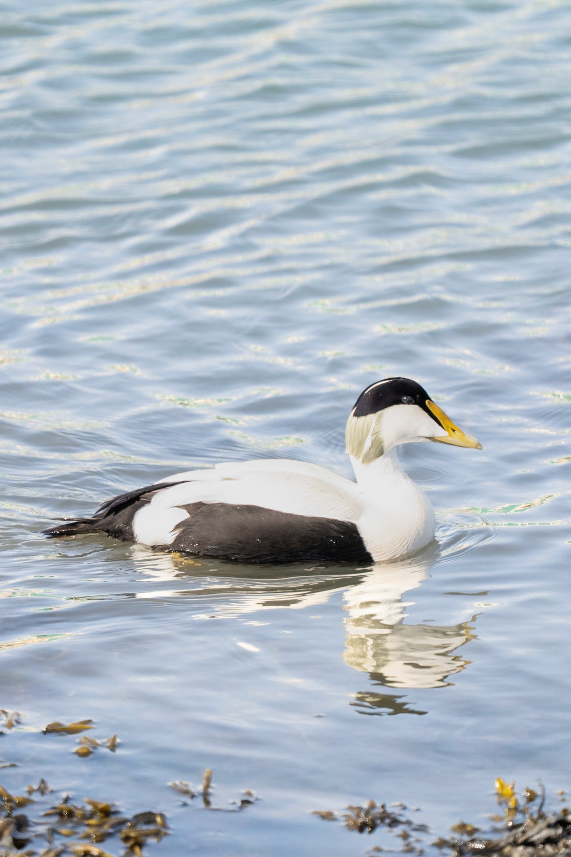 Leaving Eider