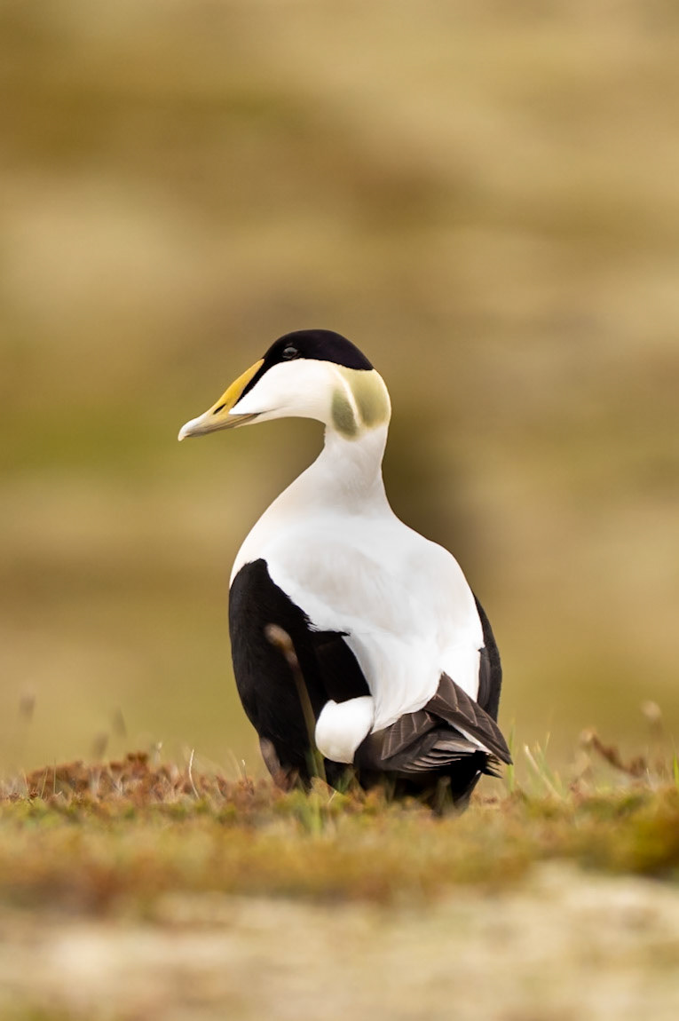 Baywatch Eider