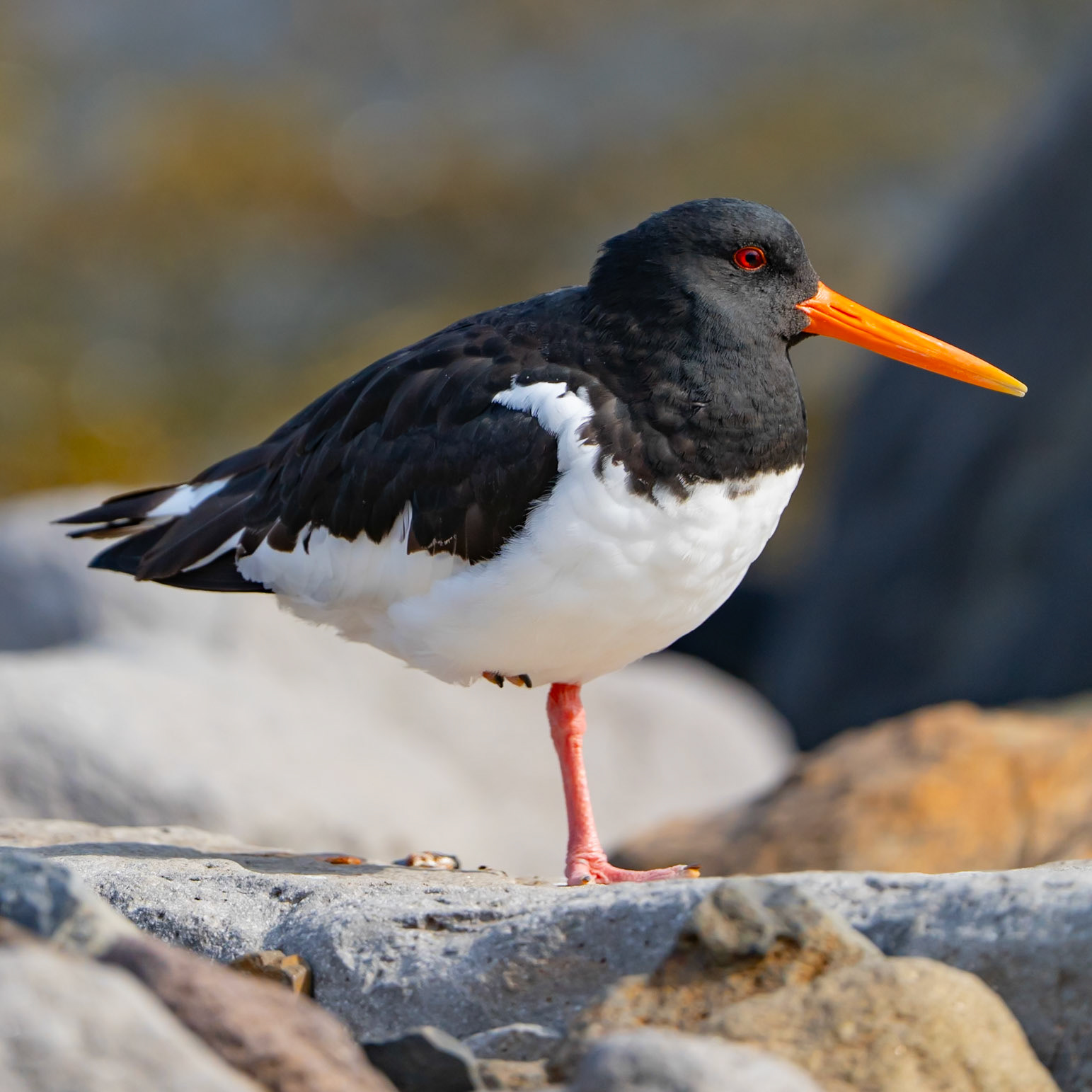 Oystercatcher