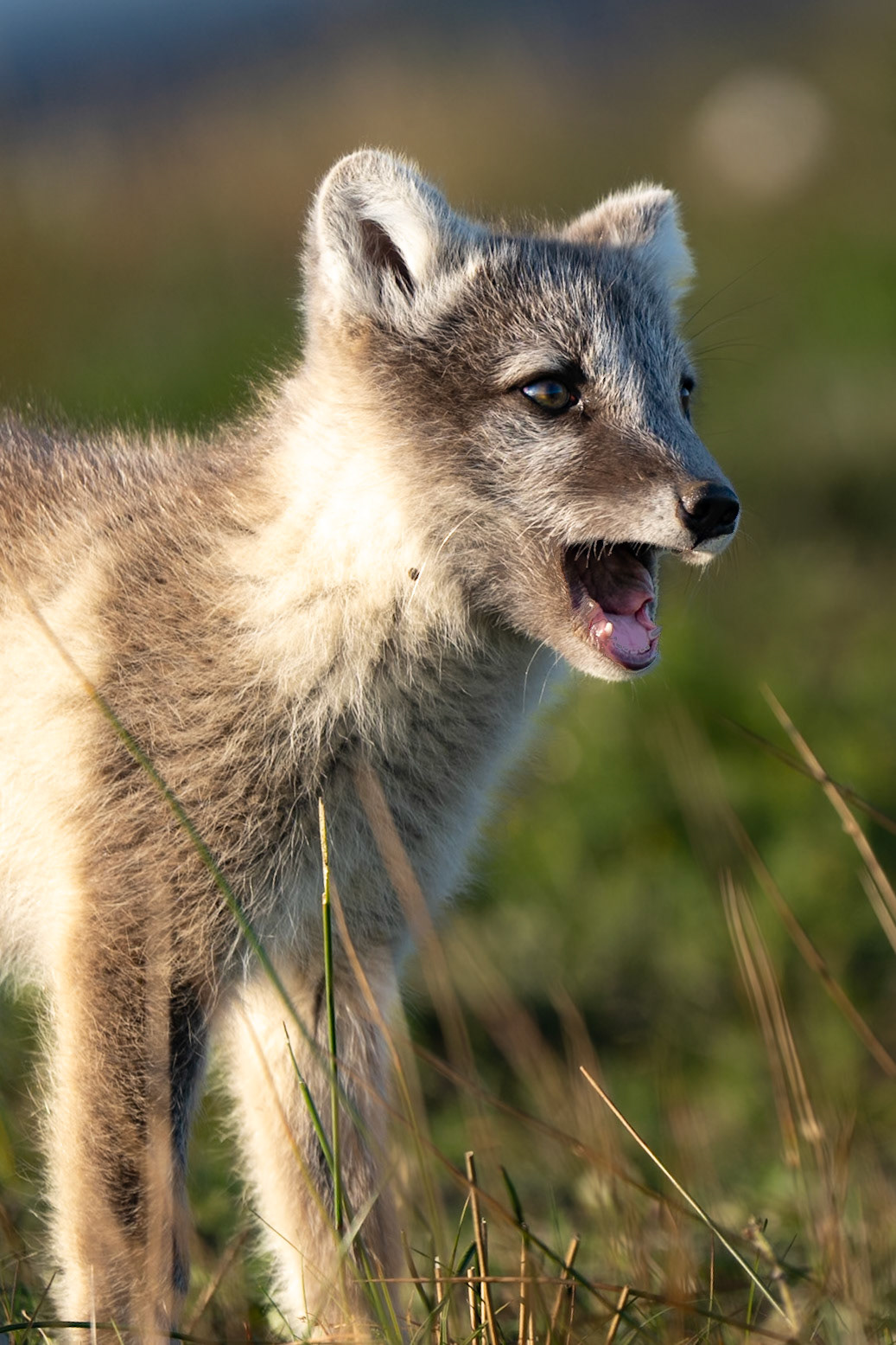Arctic fox screaming at you