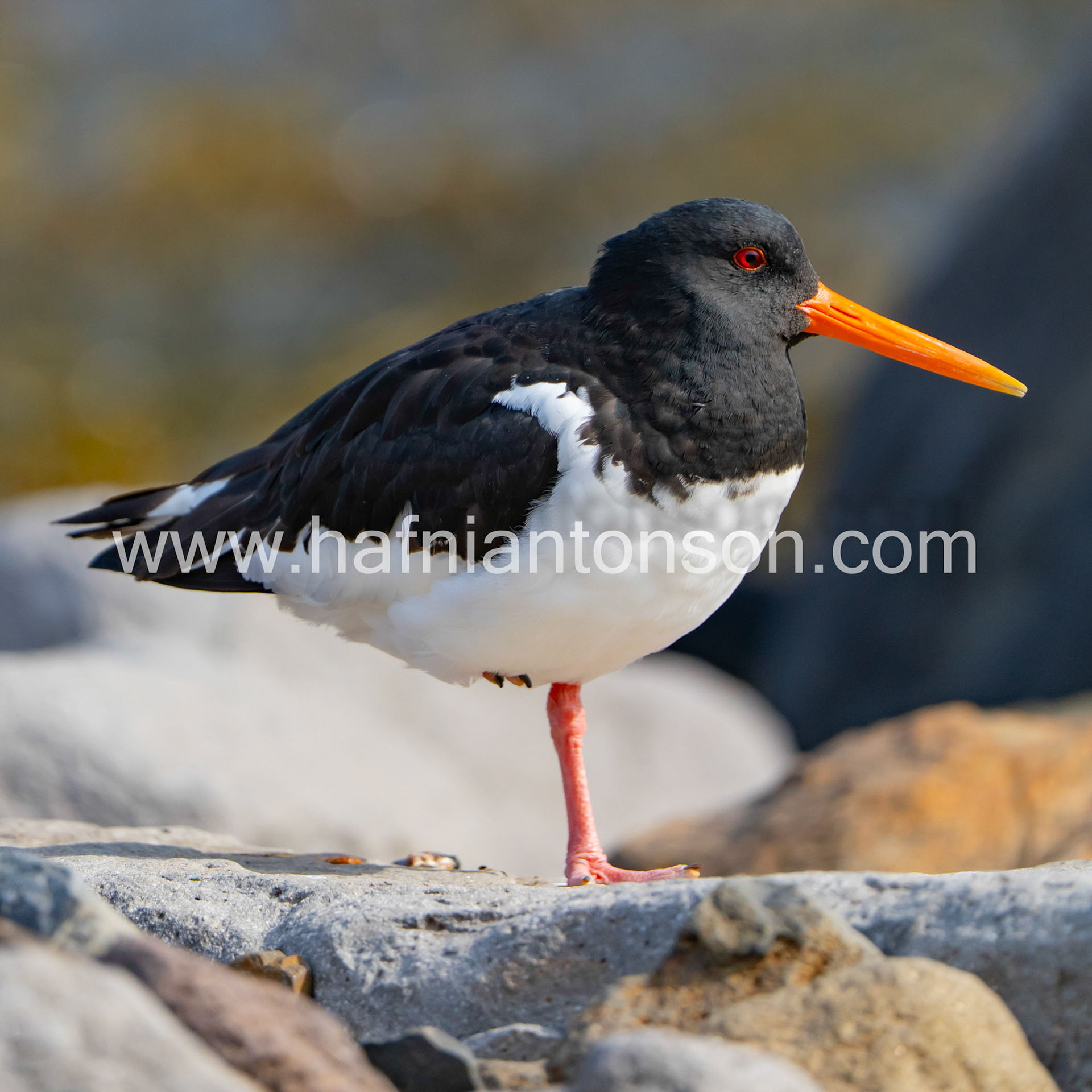 Oystercatcher