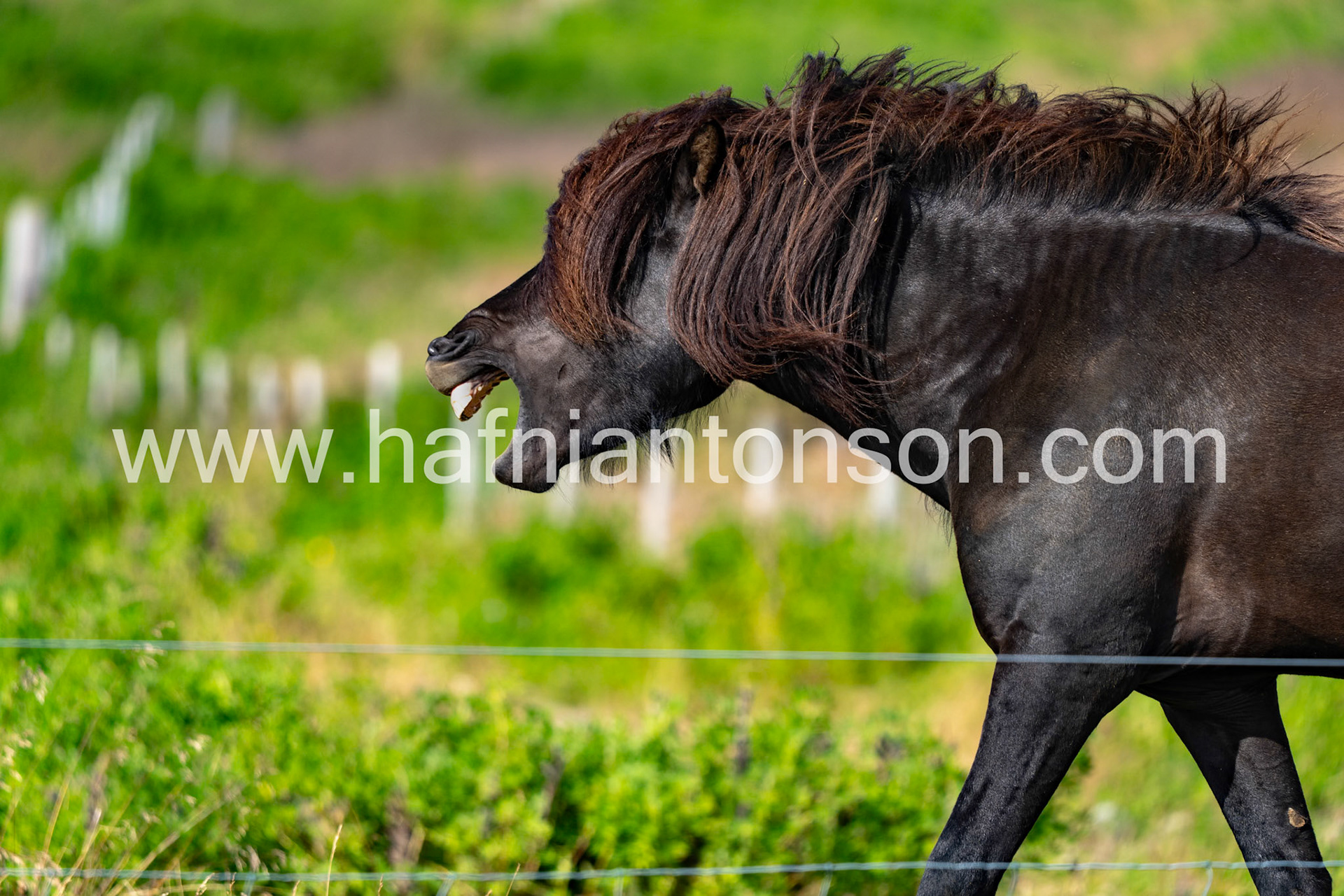 Laughing horse